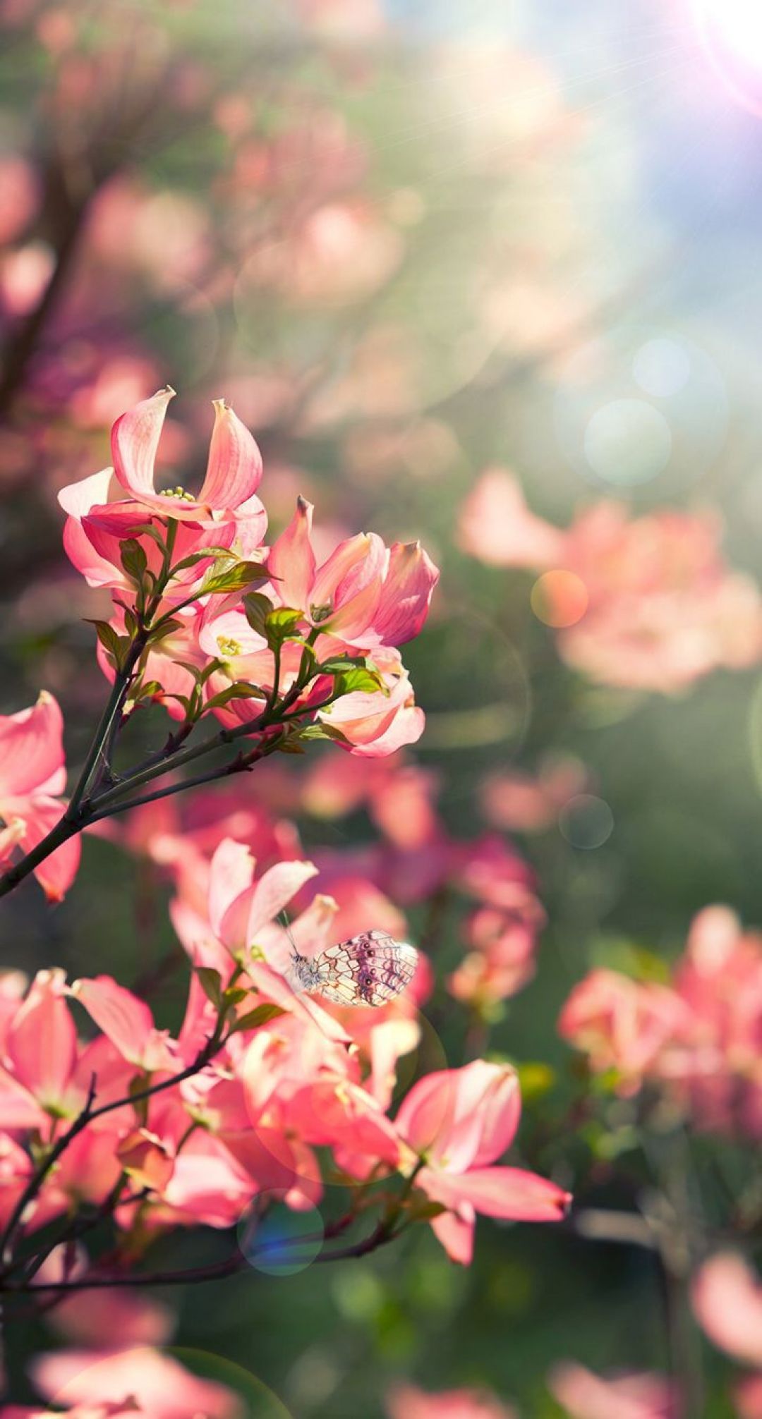 Floral Spring iPhone, iPhone, Desktop HD Background / Wallpaper (1080p, 4k) (1080x2012) (2020)