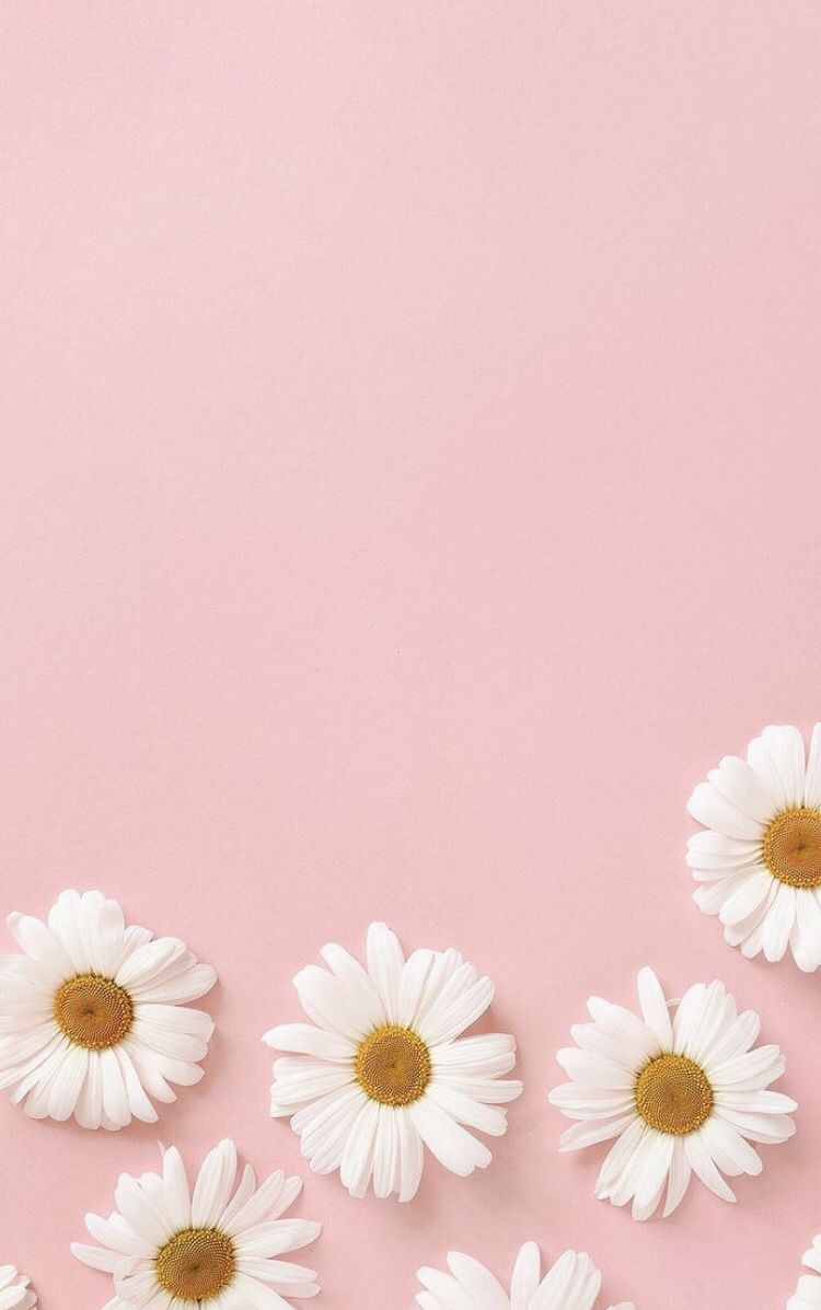 daisies minimalistic pastel pink aesthetic tumblr background