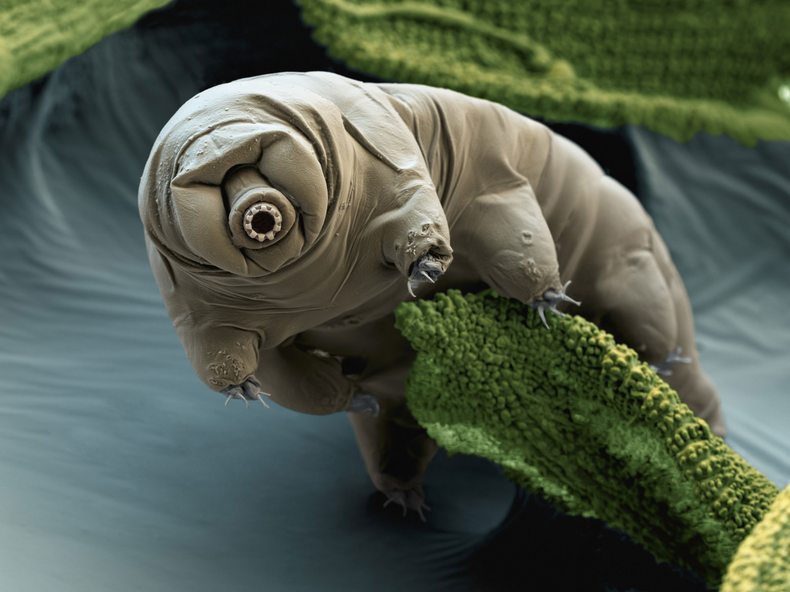 Tardigrade HD Wallpaper and Background Image