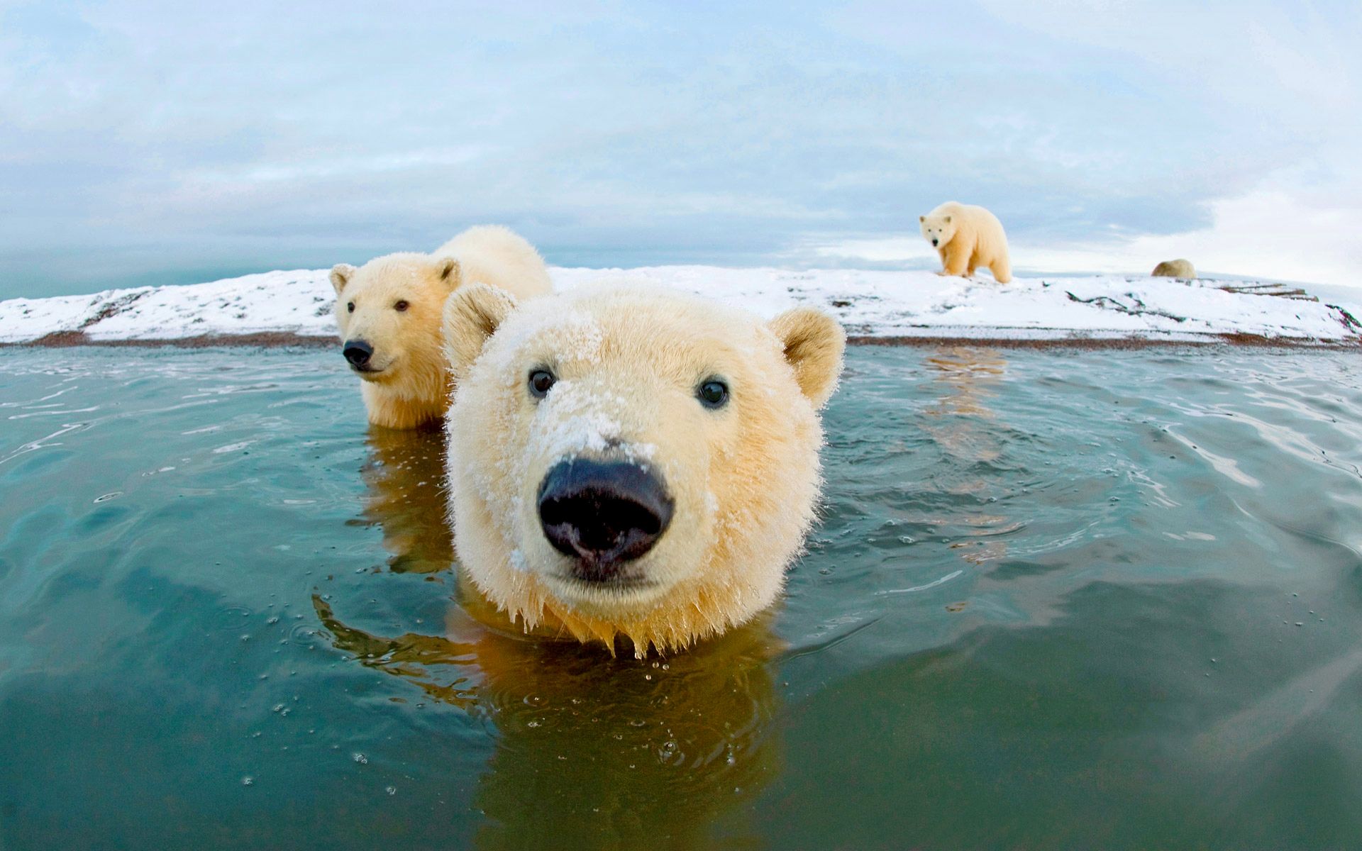Polar Bears in Water Wallpaper 66741 1920x1200px