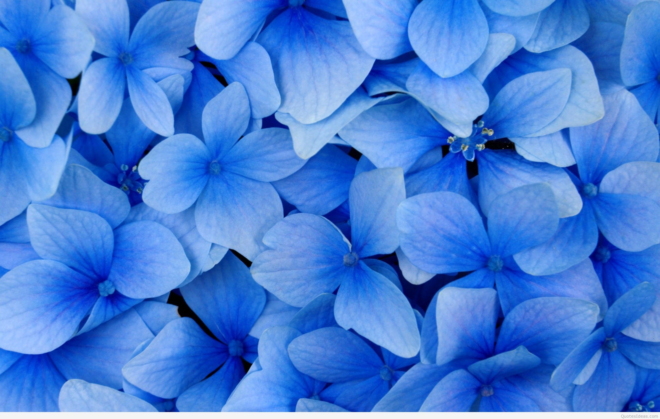 Happy women's day 8 march quotes image and wallpaper