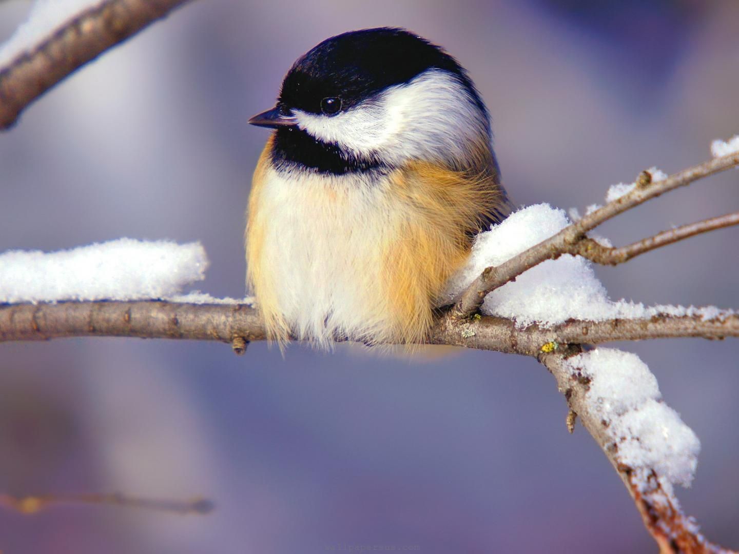Winter, Birds, Animals Animal desktop wallpaper 1600x Winter