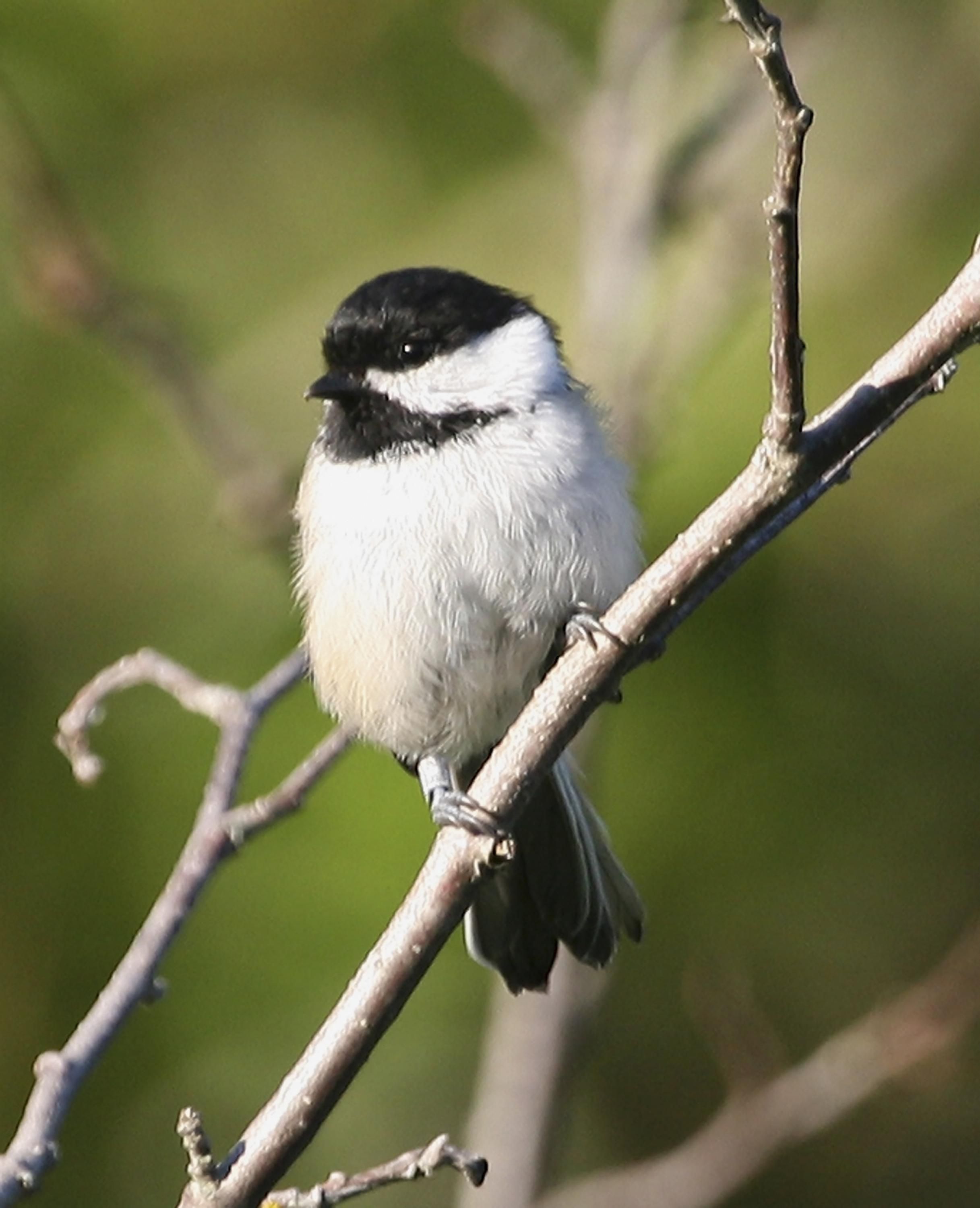 Free picture: black, capped, chickadee, bird, high resolution