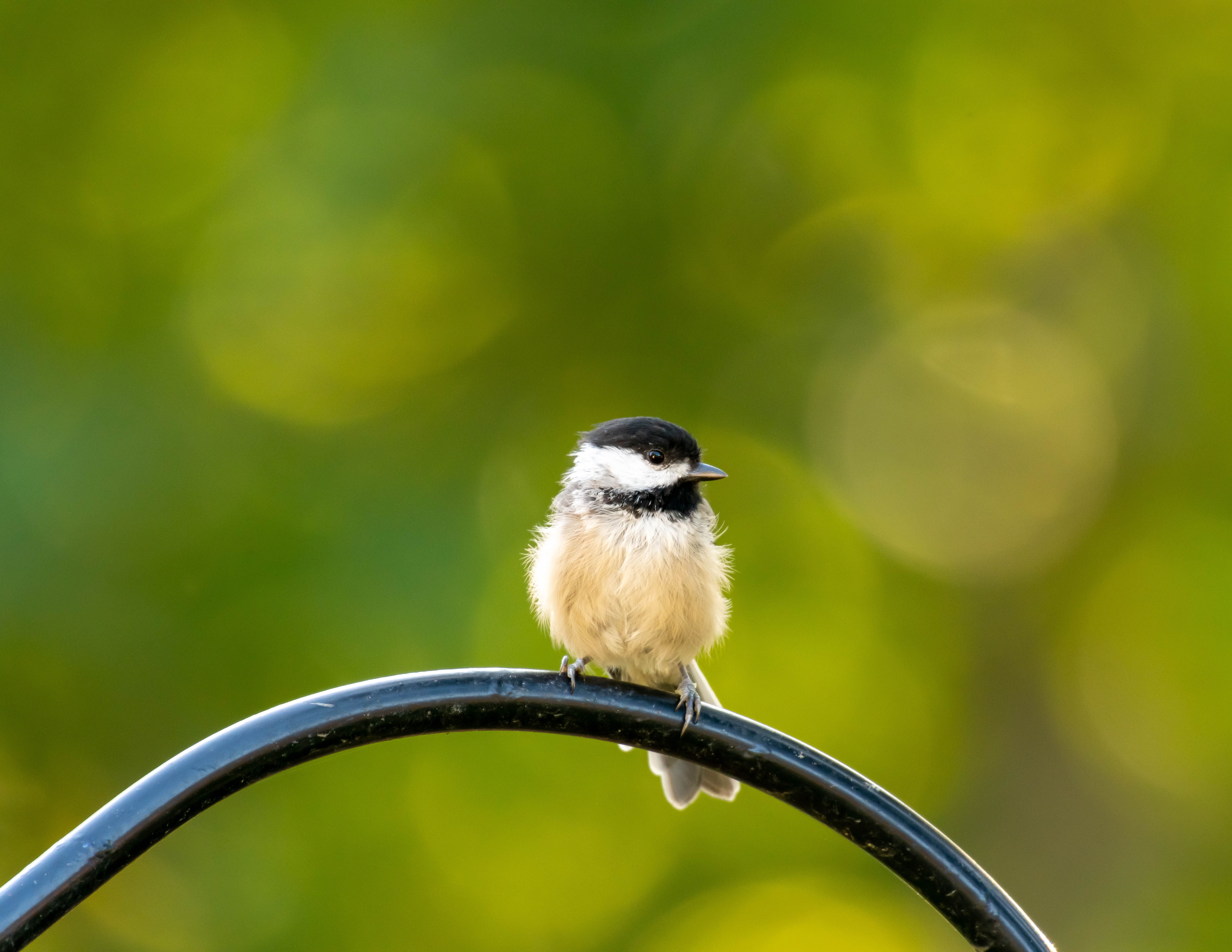Black Capped Chickadee Picture. Download Free Image