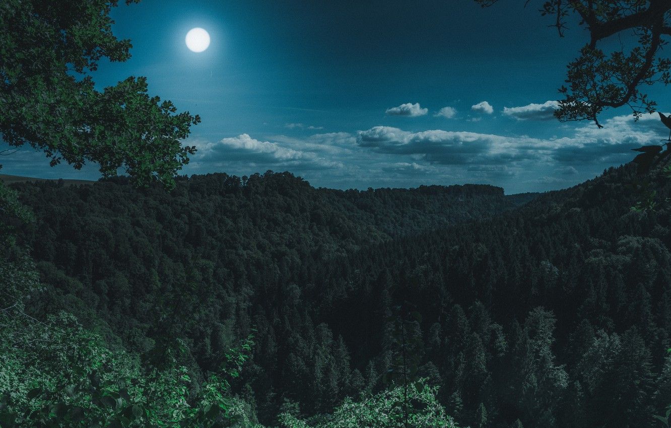 Wallpaper Moon, Nature, Night, Forest, Trees image for desktop
