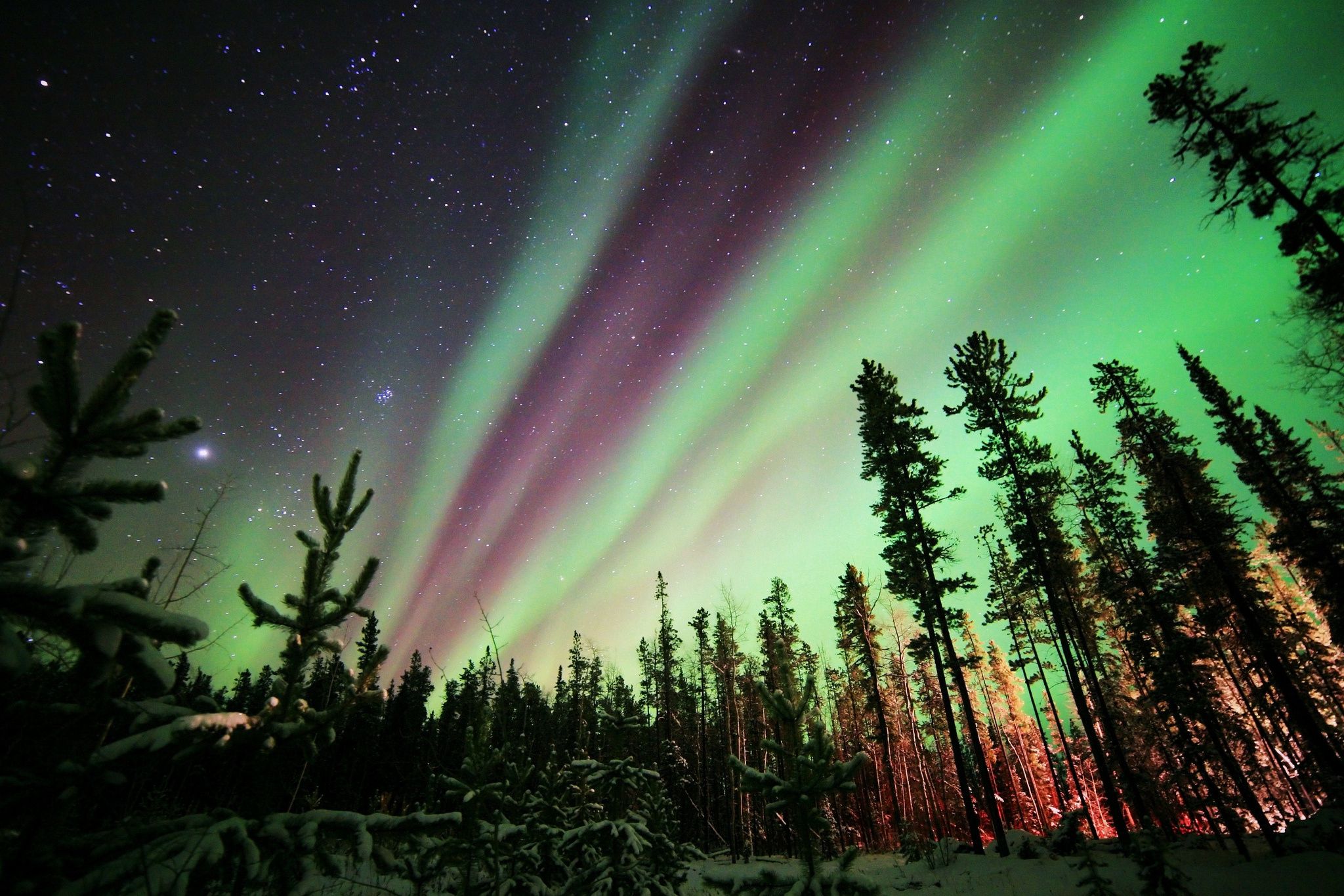 Wallpaper northern lights, aurora borealis, forest, night, stars