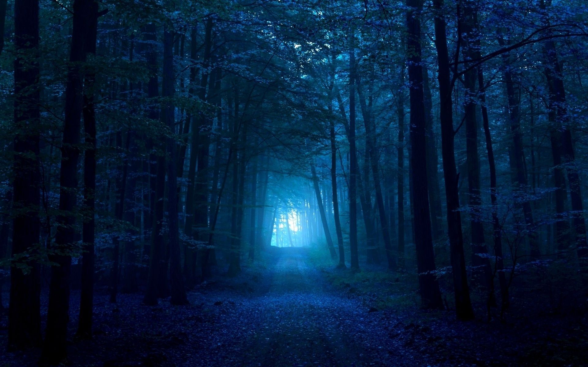 Wood gloomy light pass path track dark blue fog exit