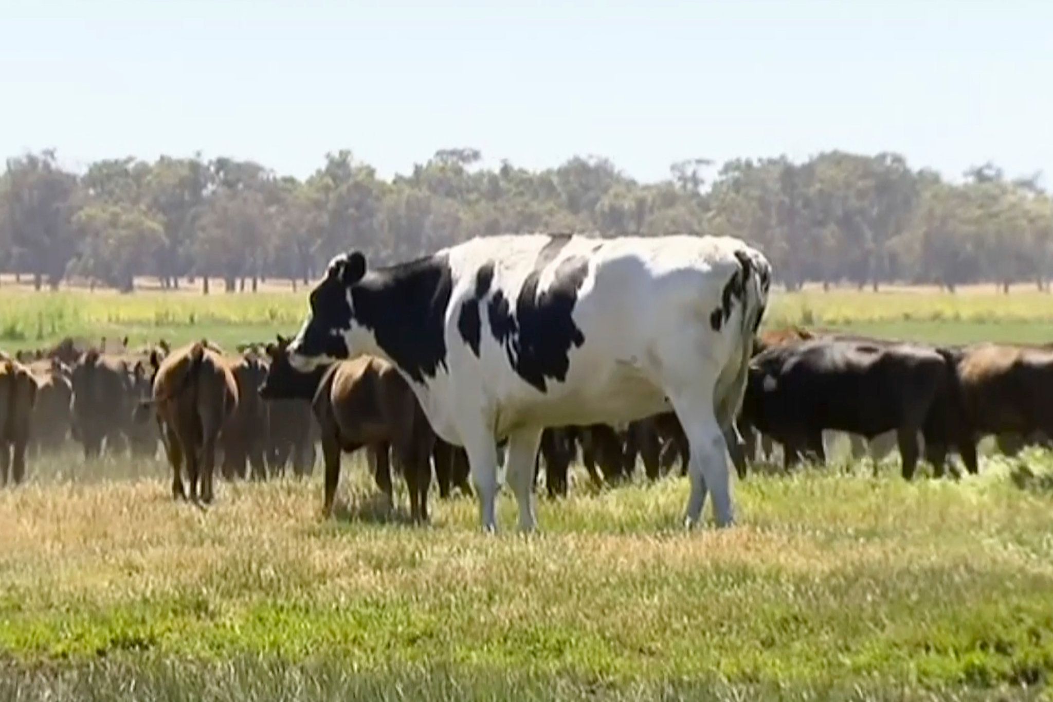 What Makes Knickers the Steer (Not Cow) So Big? Cattle's