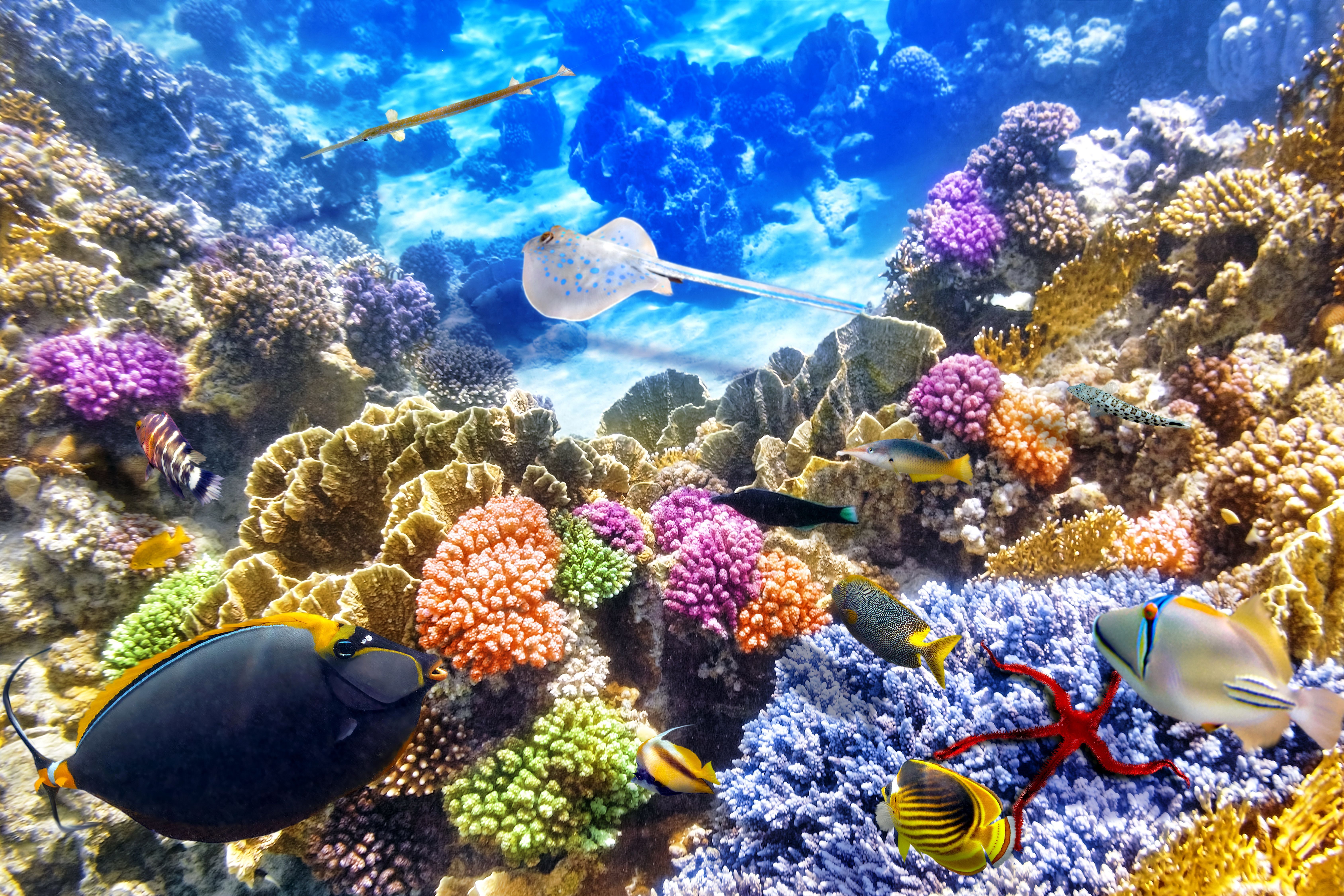 Coral Reef 4K Wallpaper Free Coral Reef 4K Background