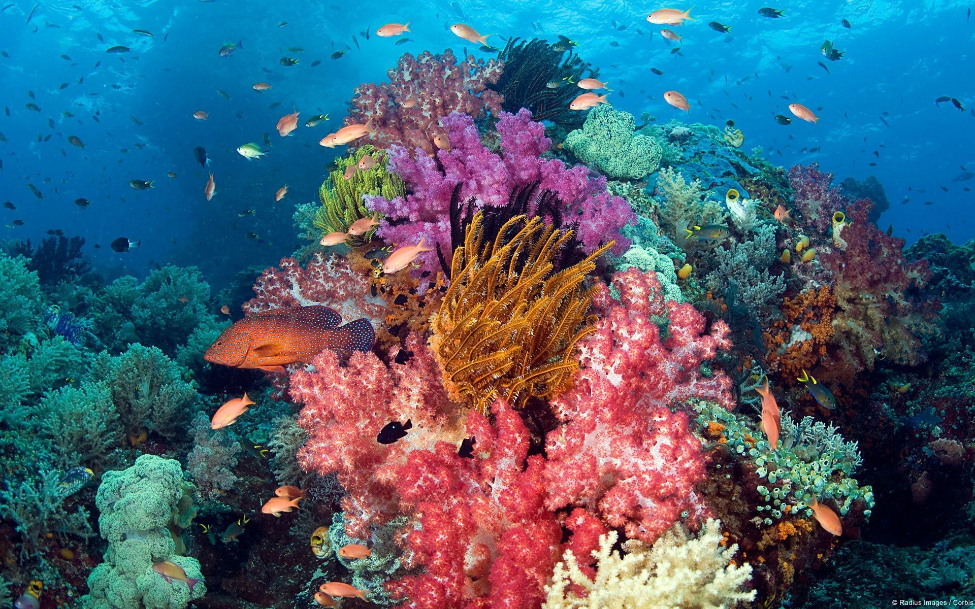 Coral Reef Desktop Wallpaper. Fish
