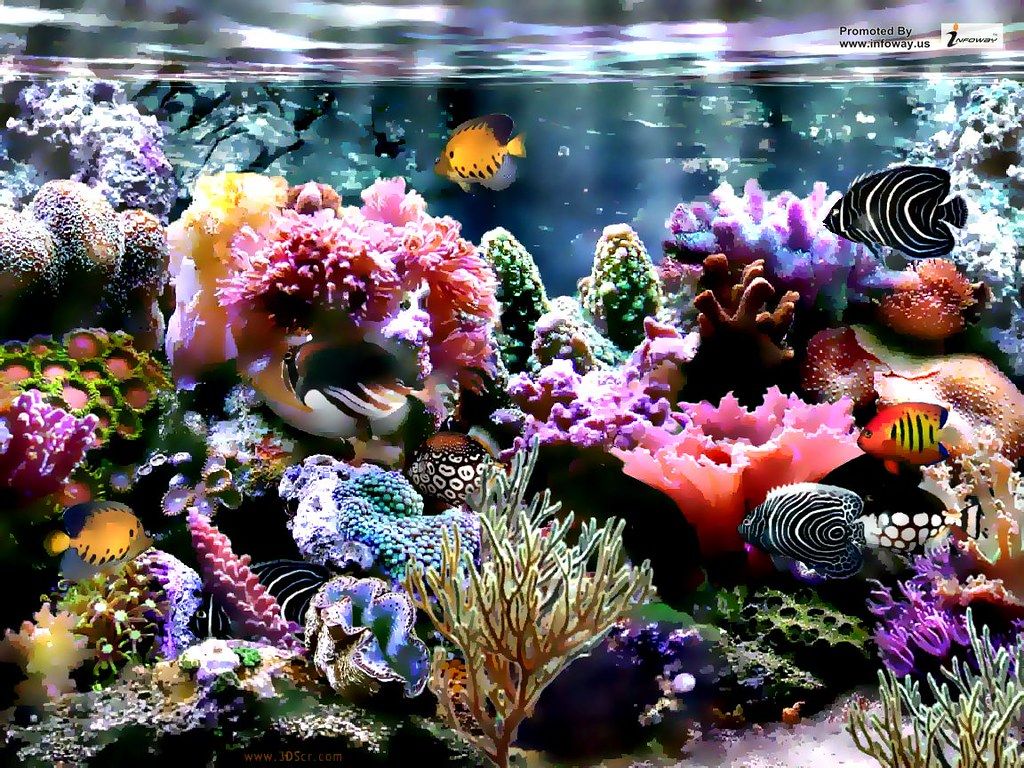 Hd Wallpaper Coral Reef Wallpaper HD