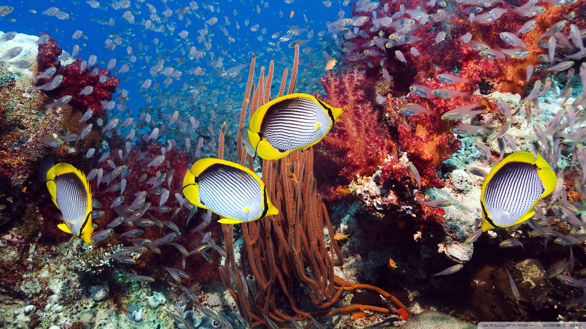 Coral Reef And Tropical Fish ❤ 4K HD Desktop Wallpaper for 4K