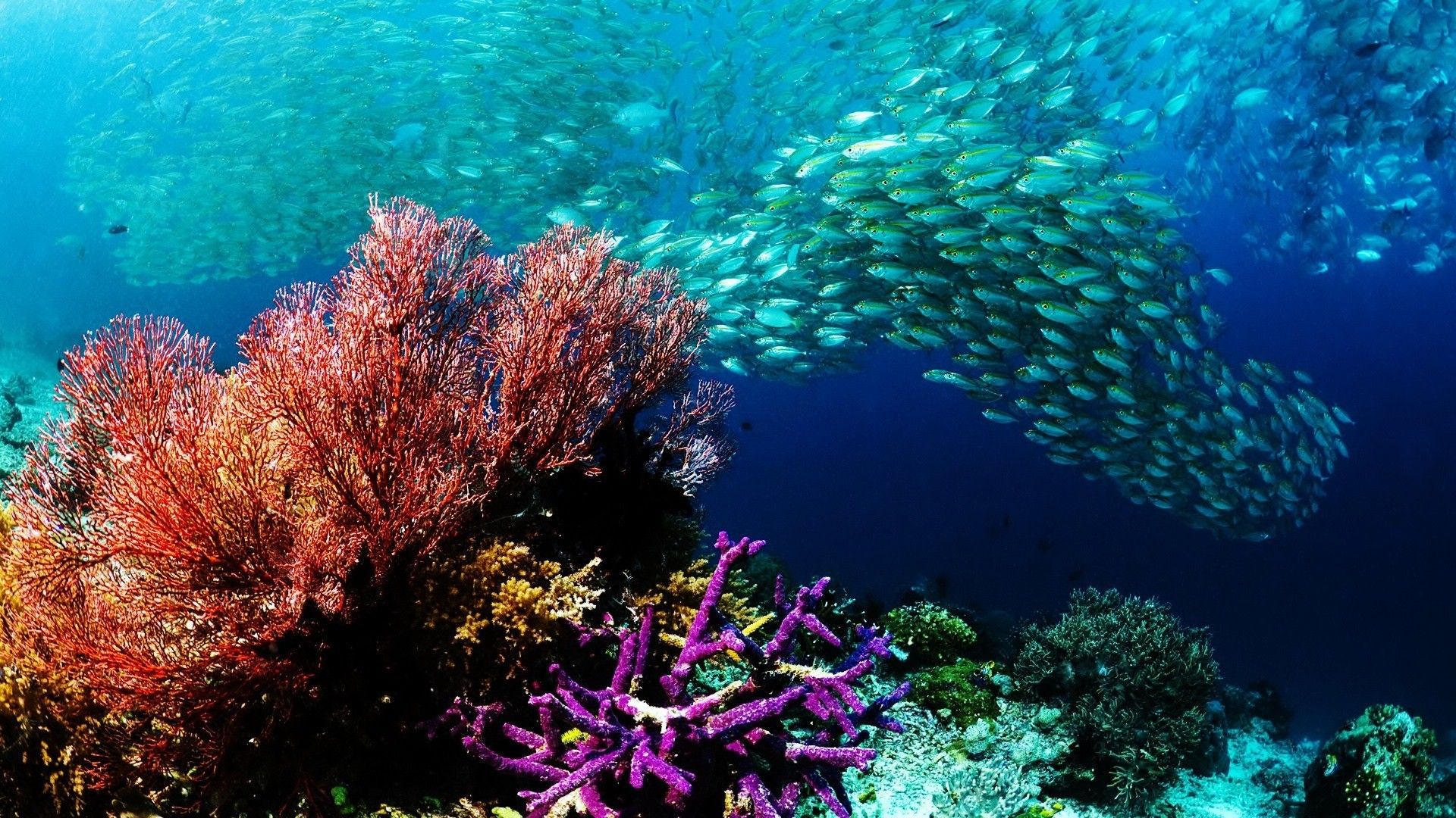 Coral Reef Wallpaper HD