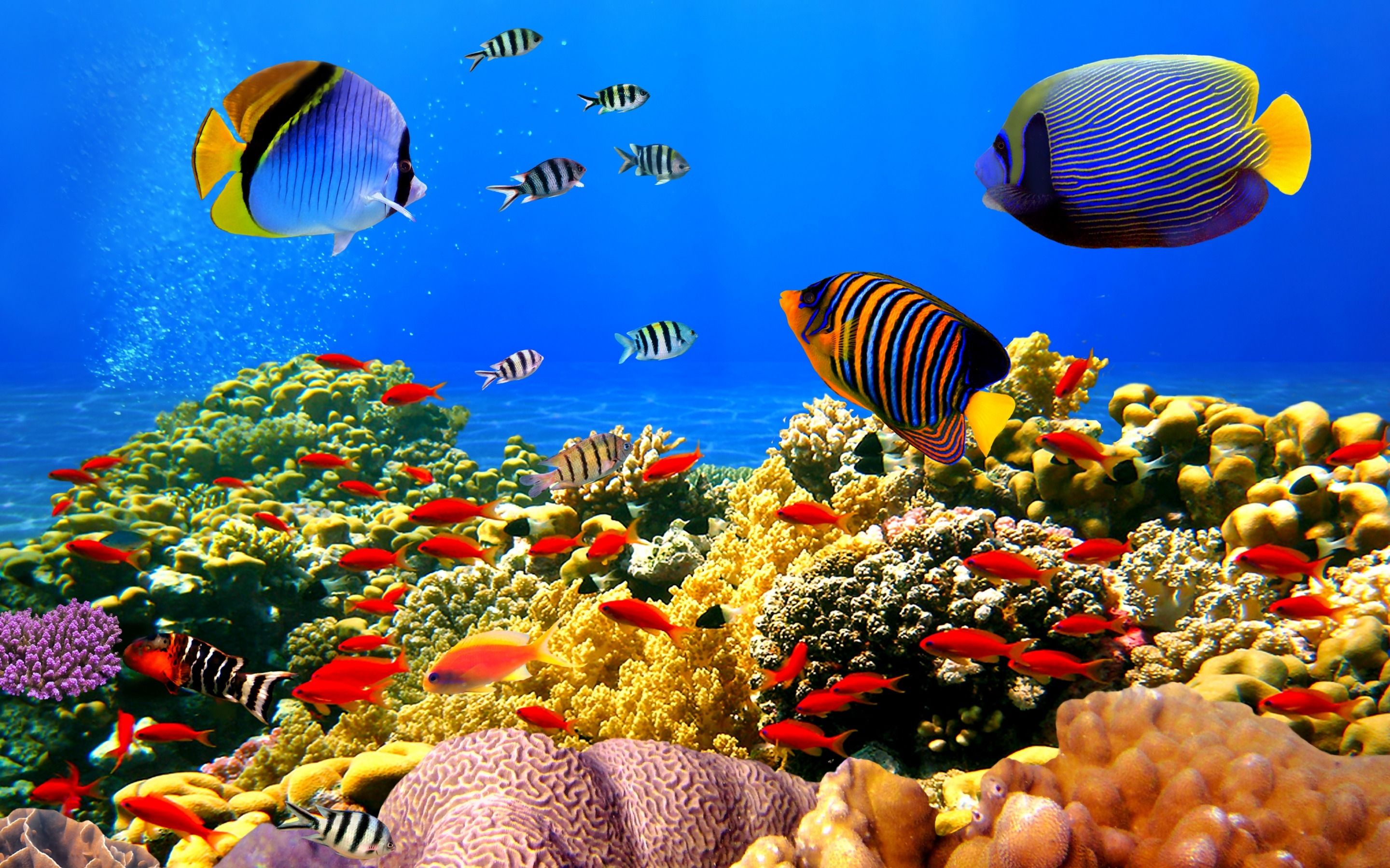 Coral Reef Desktop Background. Great