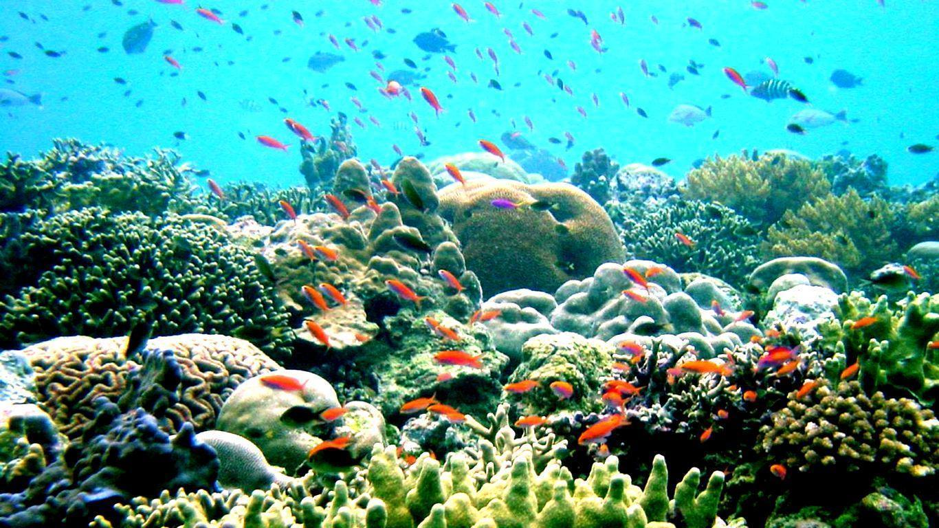 Coral Reef Wallpaper. Coral Reef