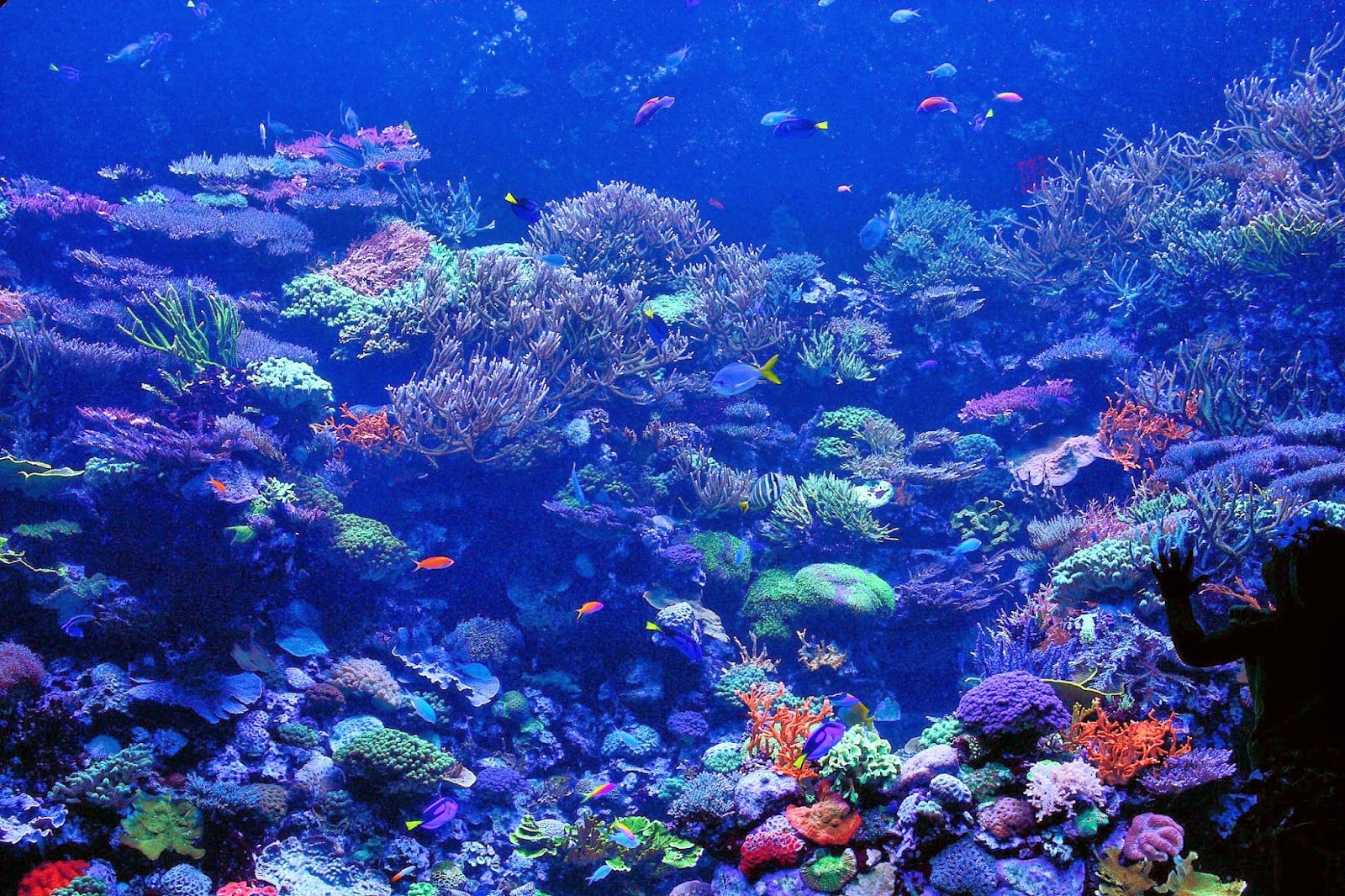 Free download Desktop HD Wallpaper Downloads Coral Reef HD