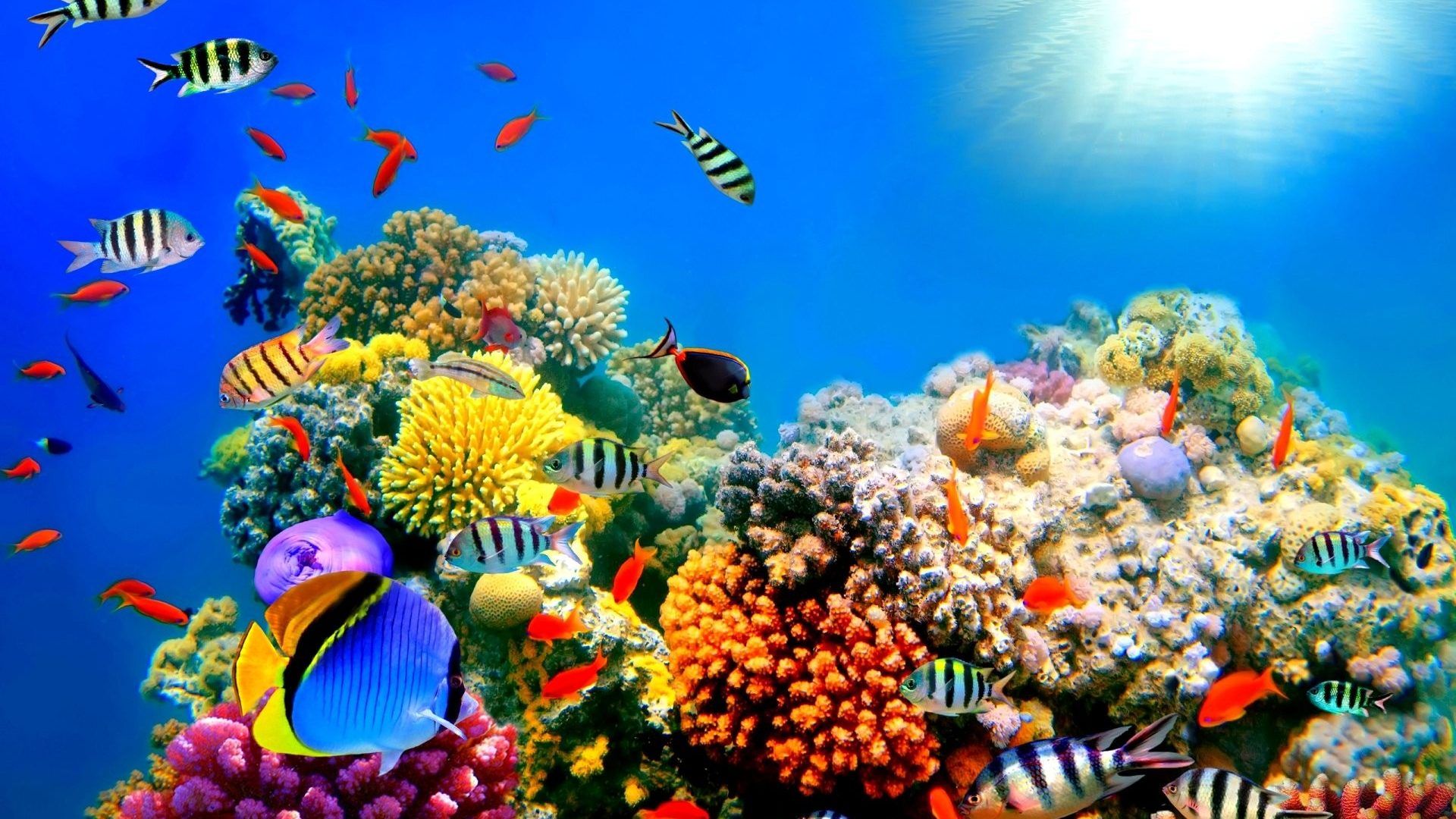 Coral Reef High Resolution, Download Wallpaper