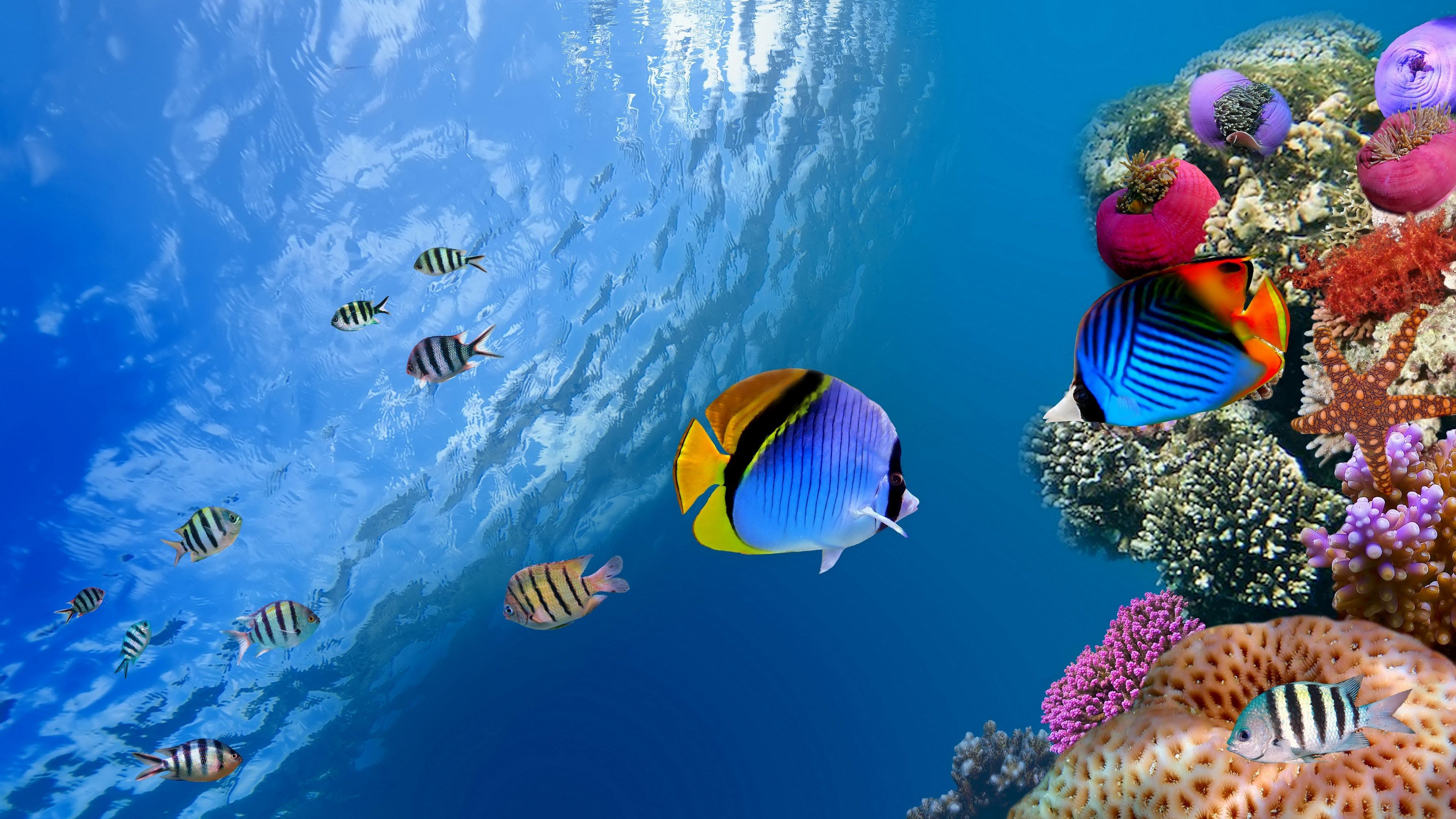 coral reef desktop background HD. Beautiful coral reef