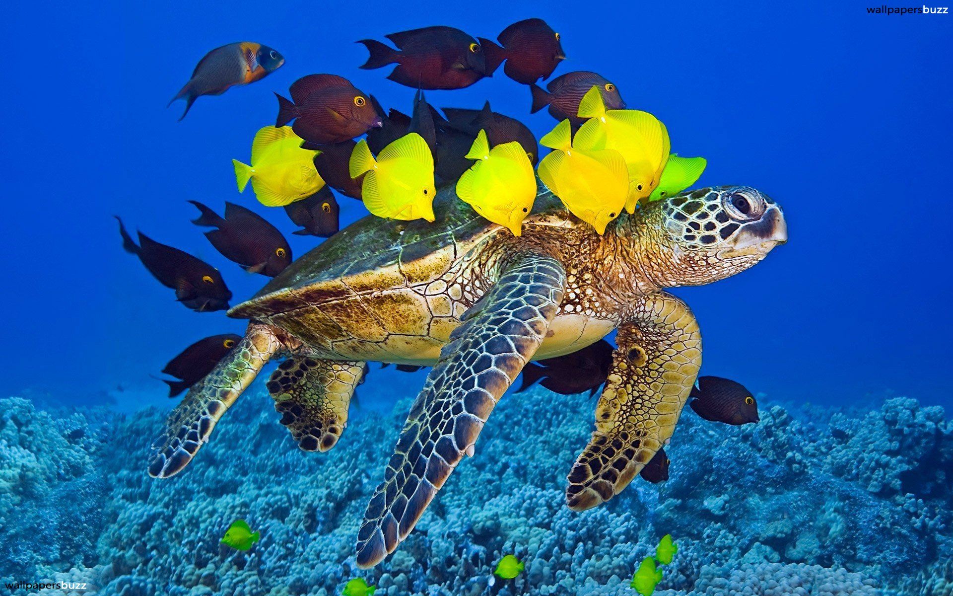 Sea Turtle on Coral Reef HD Wallpaper