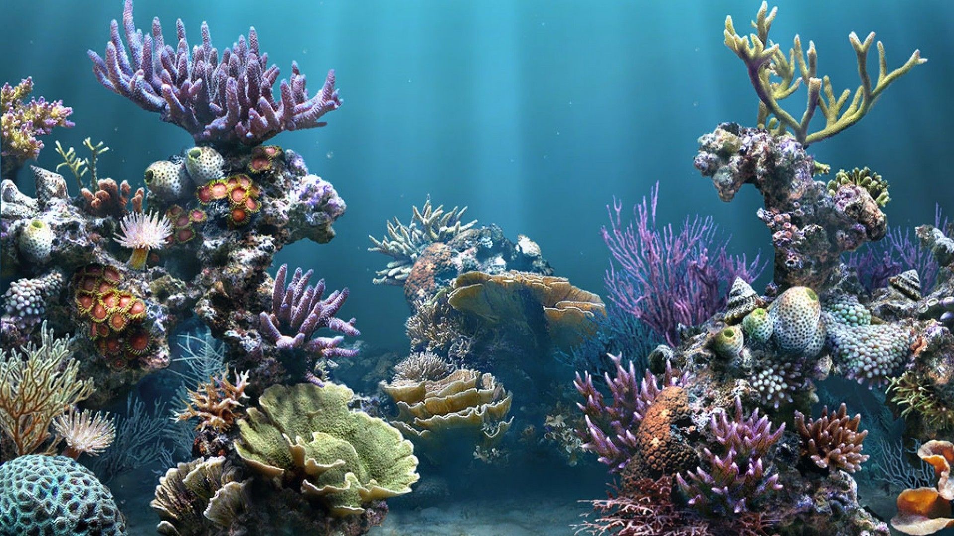 iPhone Xr, coral, Reef Desktop Wallpaper, Best
