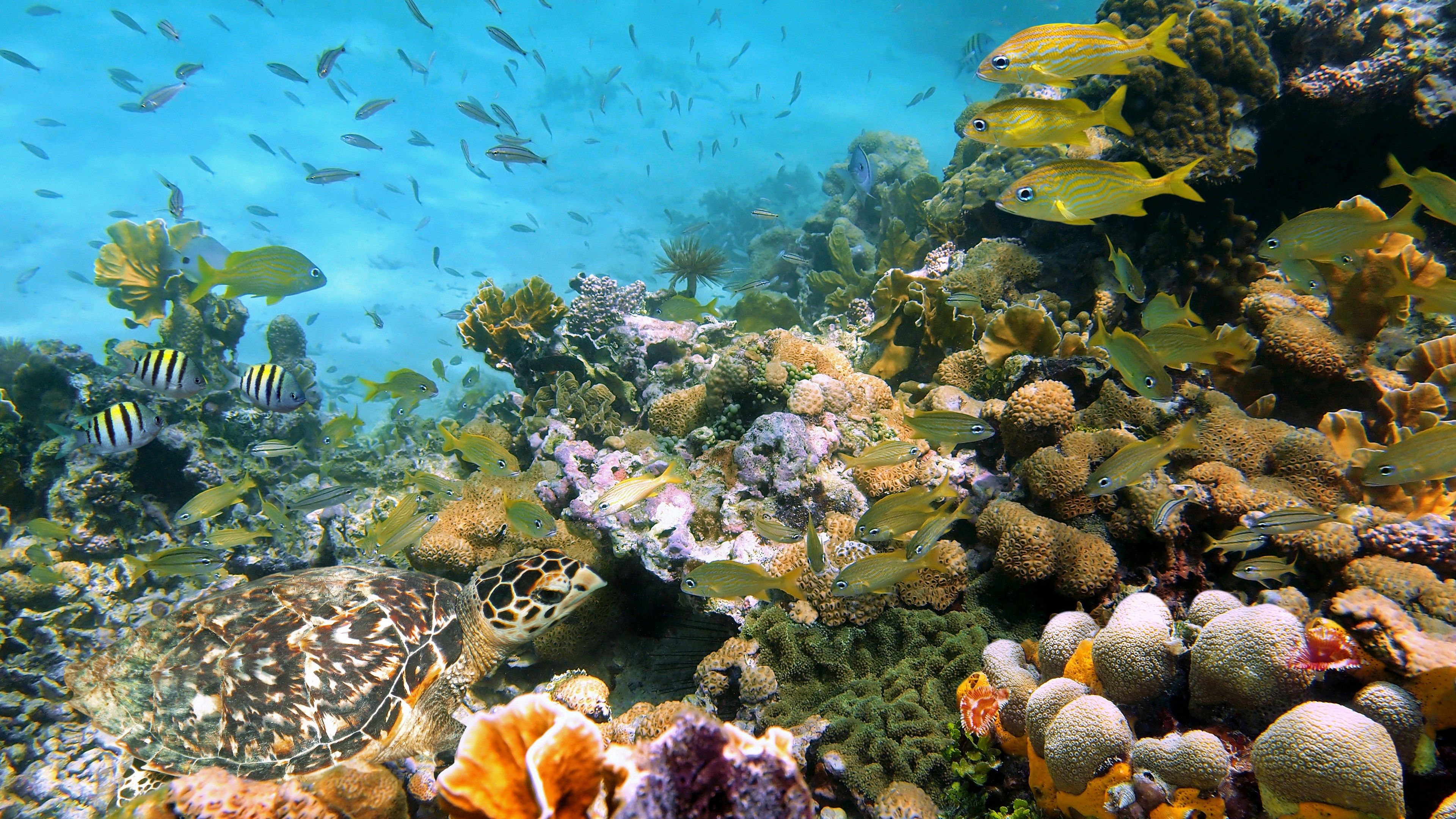 coral reef desktop background HD. Beautiful coral reef