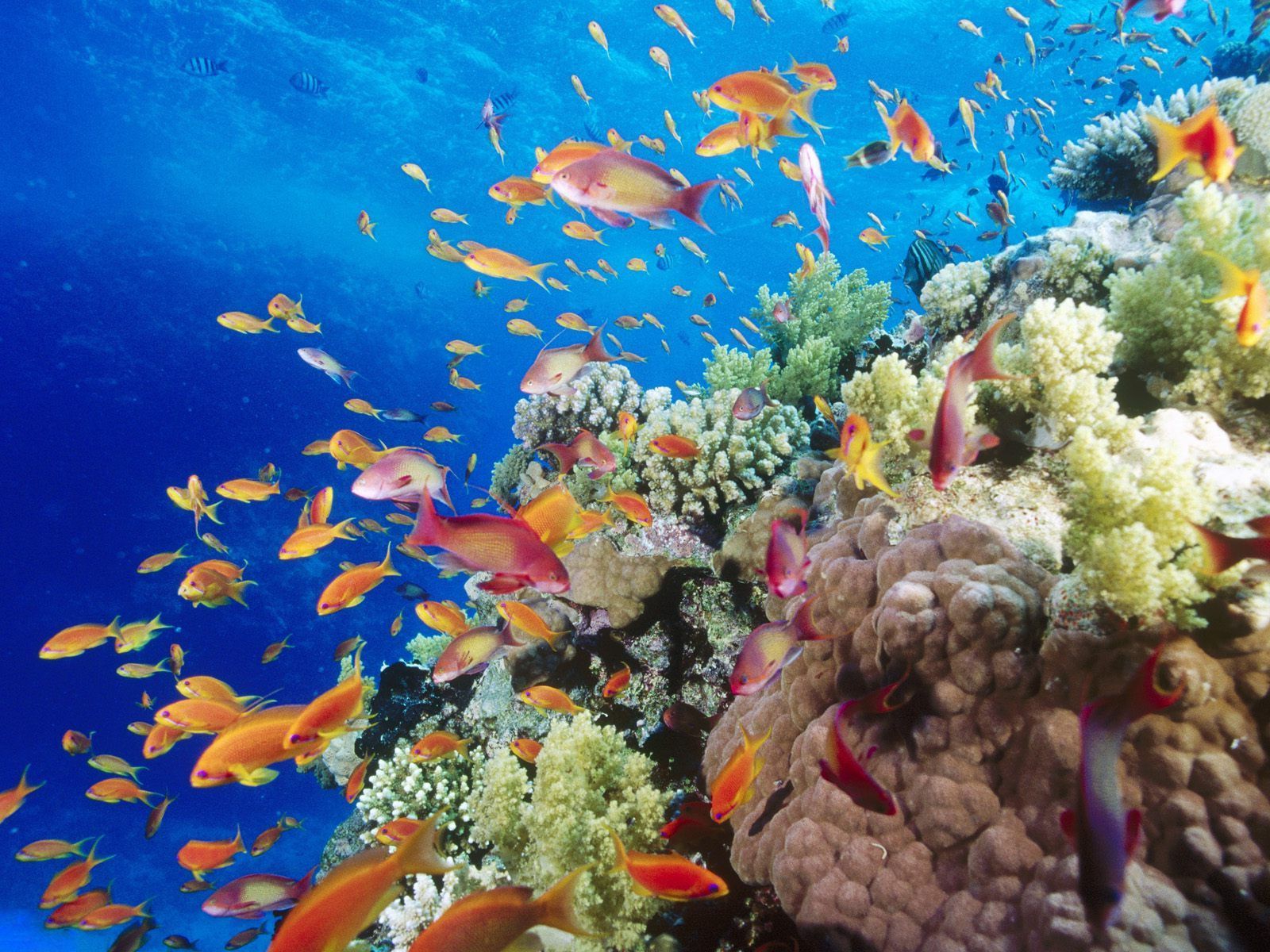 Colorful Coral Reef Wallpaper HD Barrier Reef