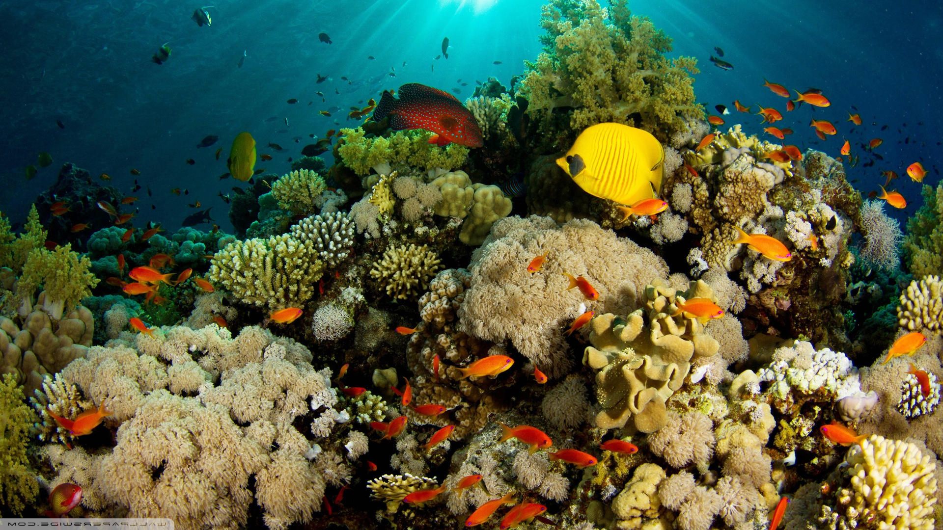 Coral Reef download high quality desktop wallpaper