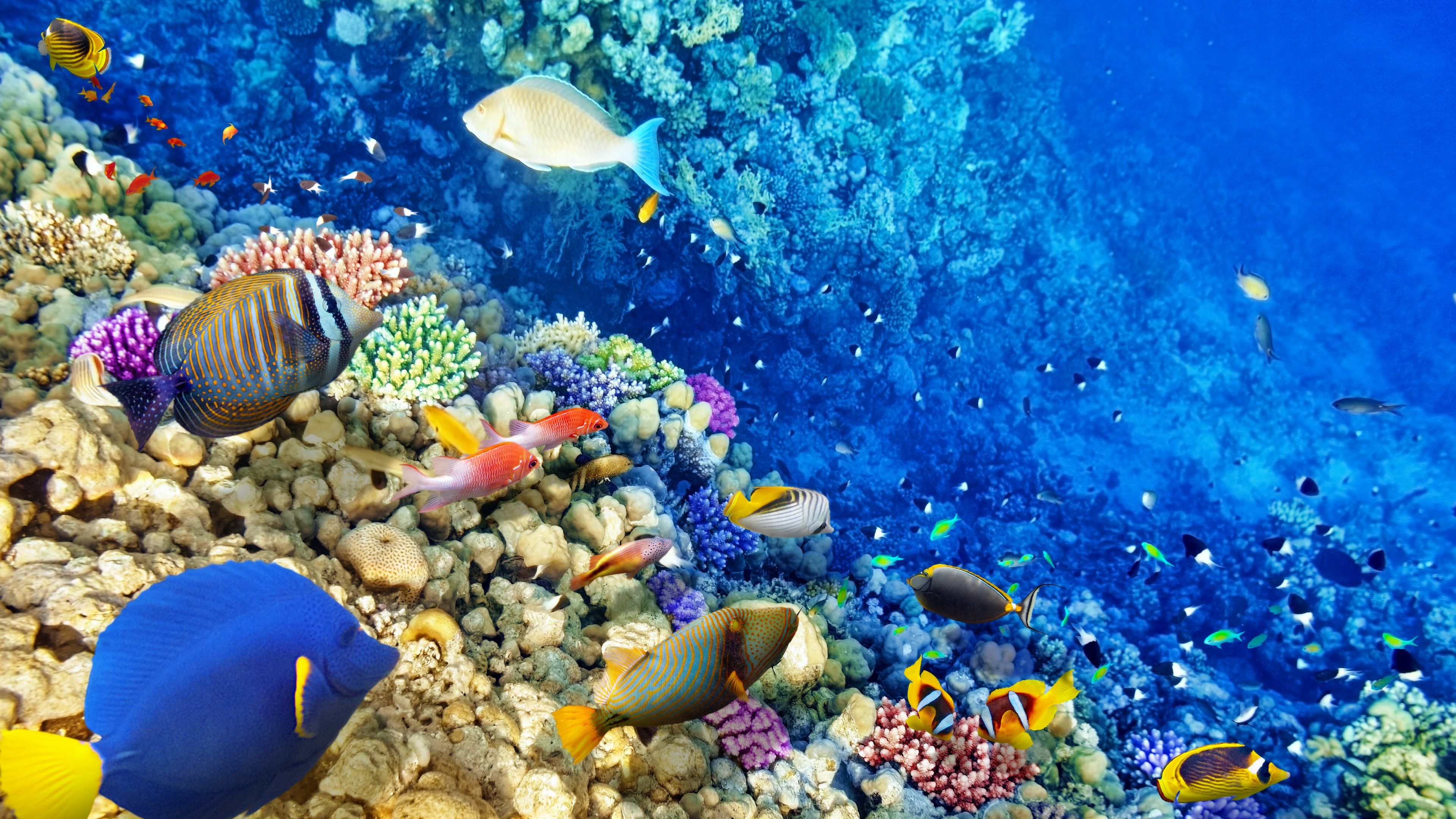 Download desktop wallpaper Underwater World Coral Reef 3840x2160