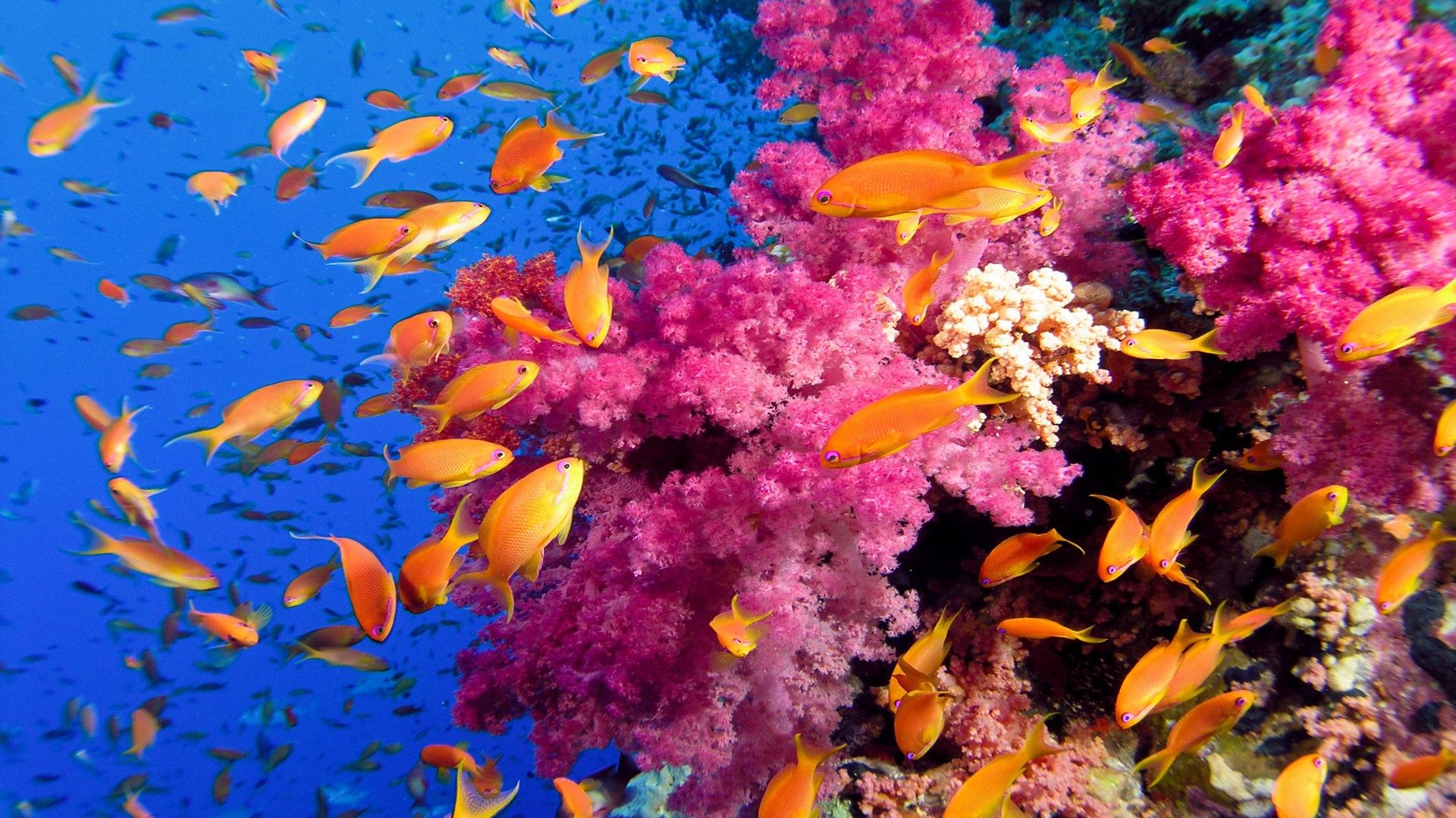Ocean Sea Tropical Coral Reefs Orange Fish Wallpaper HD