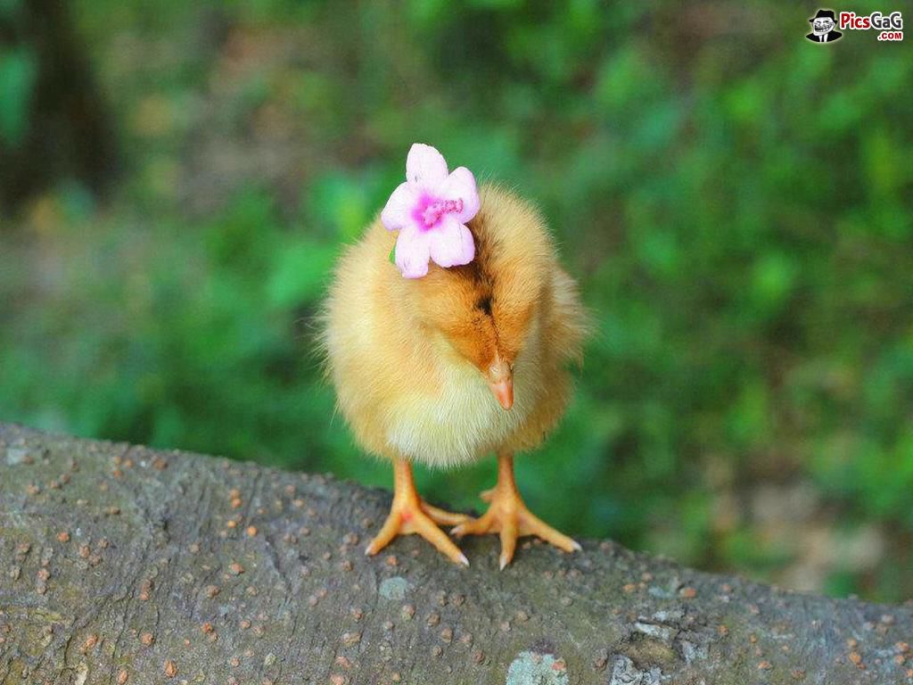 Free download Cute Chick Cool Wallpaper For Desktop and You Like