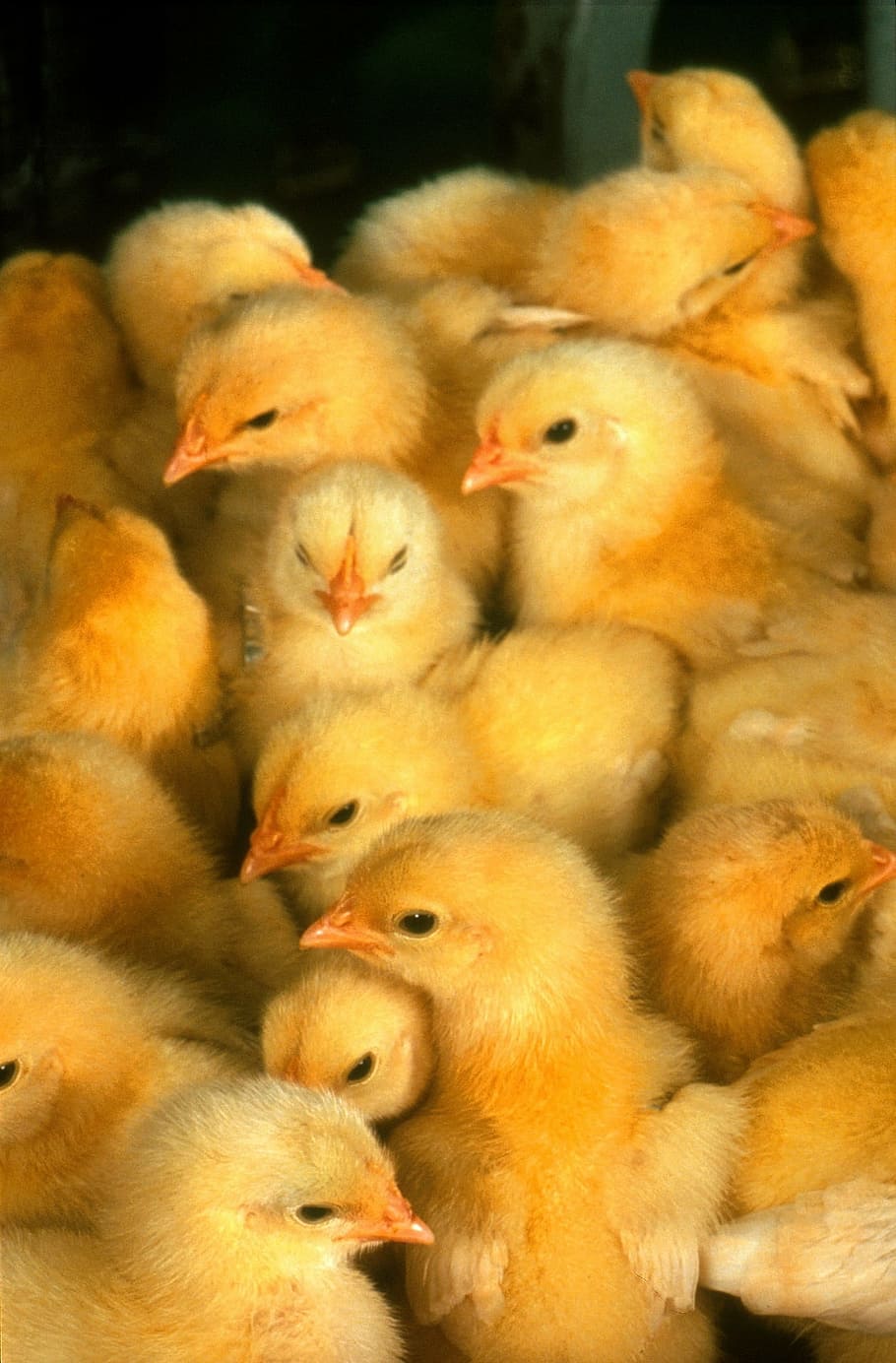 HD wallpaper: baby chickens, chicks, yellow, cute, small, young