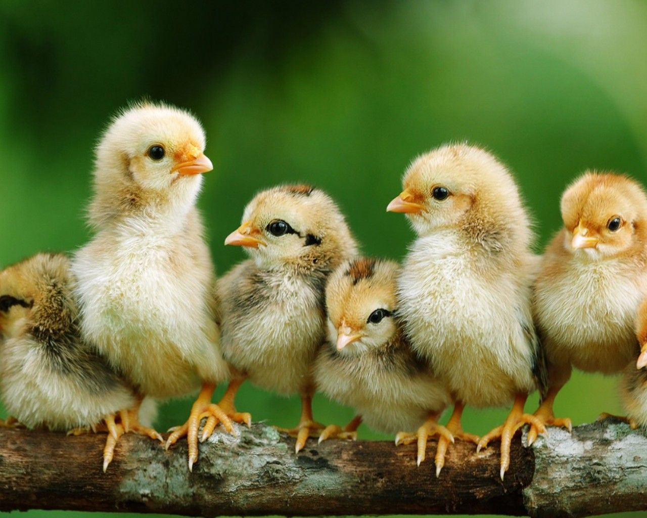 Download Baby Chick Picture By Breed, Baby Chick Starter