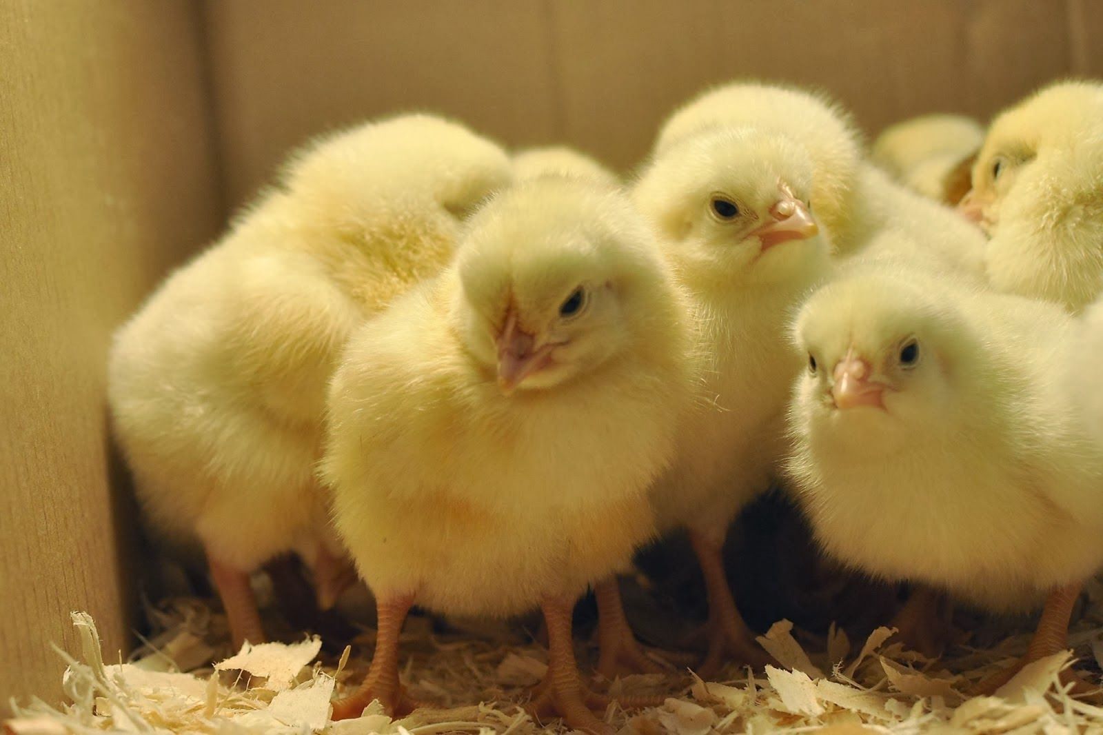 Free download image Chicken Baby Chicks PC Android iPhone and iPad