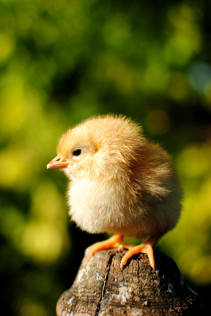 Cute Chickens Baby Wallpaper