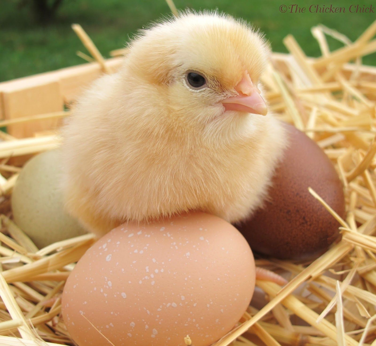 Baby Chicks HD Wallpaper Chicks Are Hatching, HD