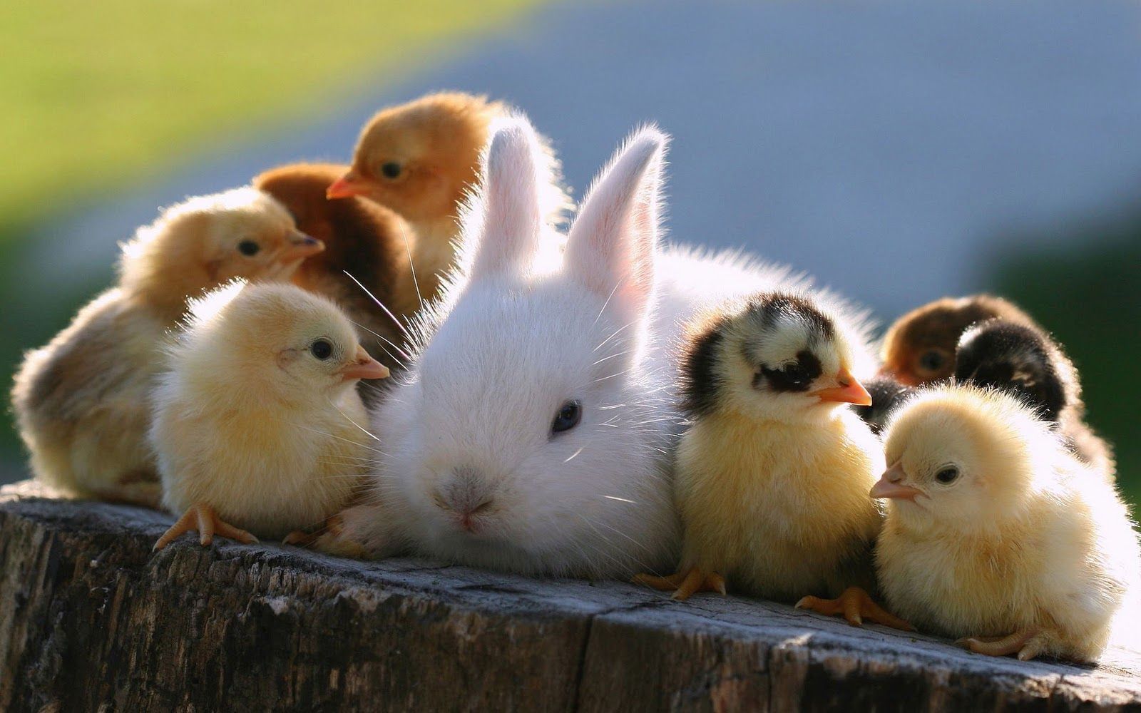 Baby Chickens Hanging Out With A Bunny. Baby animals picture