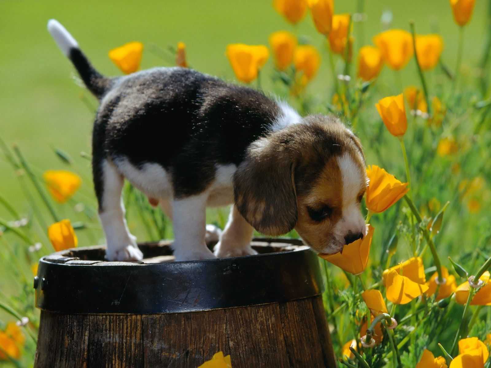 gold flowers. Puppy dog picture, Cute beagles, Cute animals