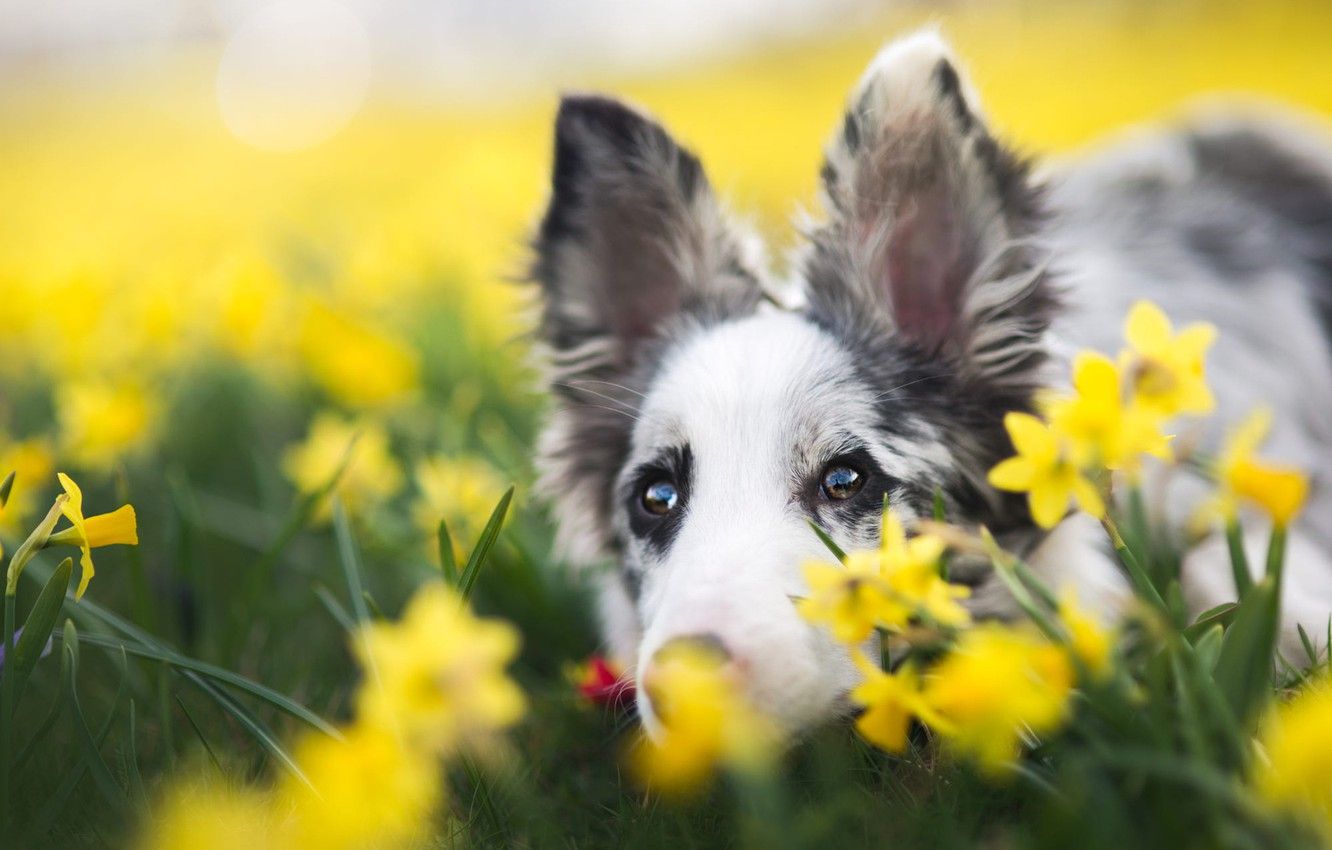 Spring Dog Desktop Wallpaper