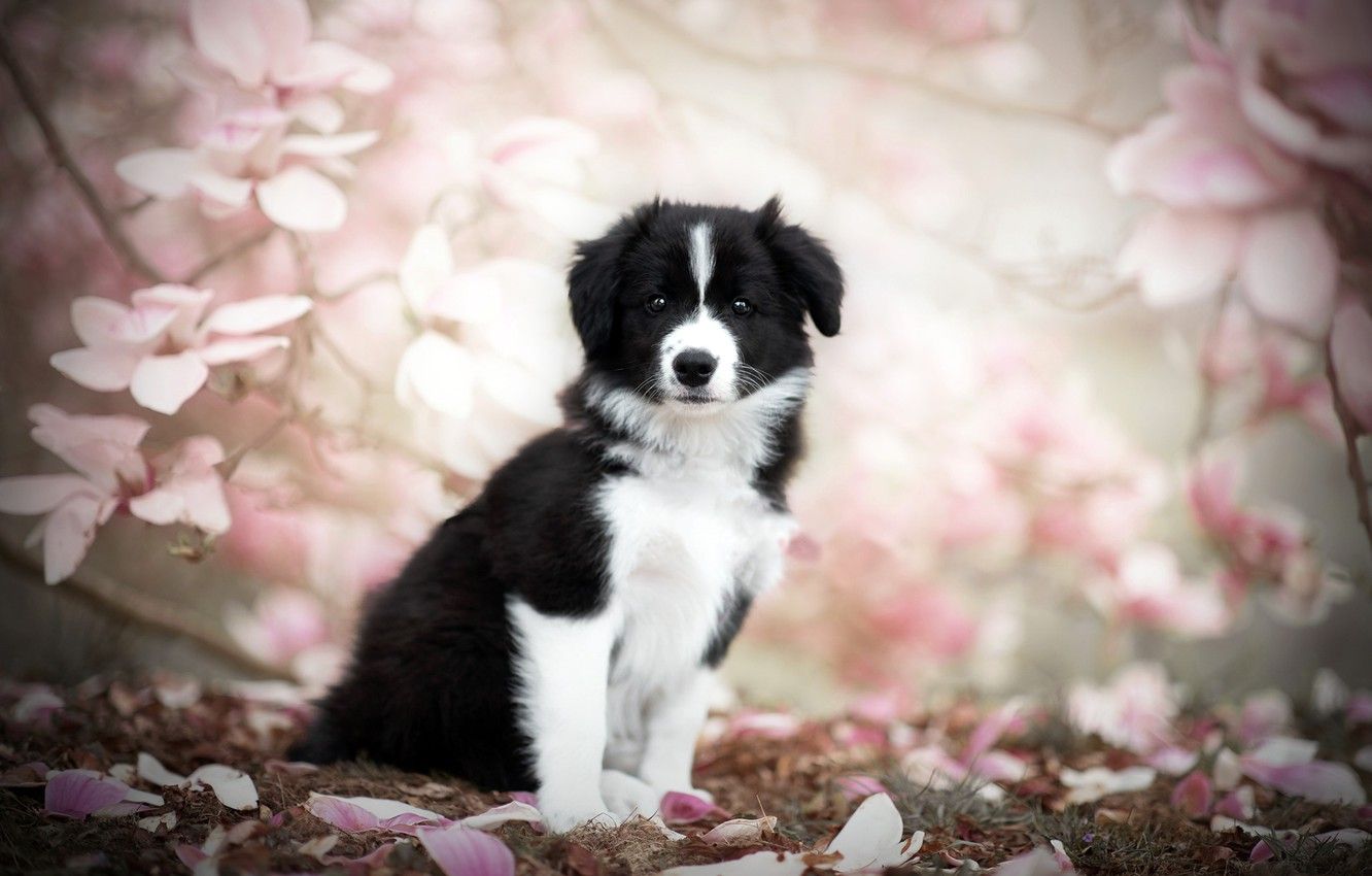 Wallpaper nature, dog, spring, puppy image for desktop, section собаки