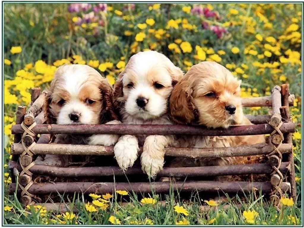 puppies in the spring. Daydreaming Cute spring puppies. Cute