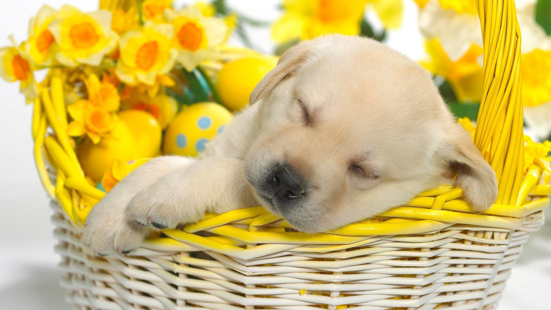 Spring Puppy HD desktop wallpaper, Widescreen, High Definition