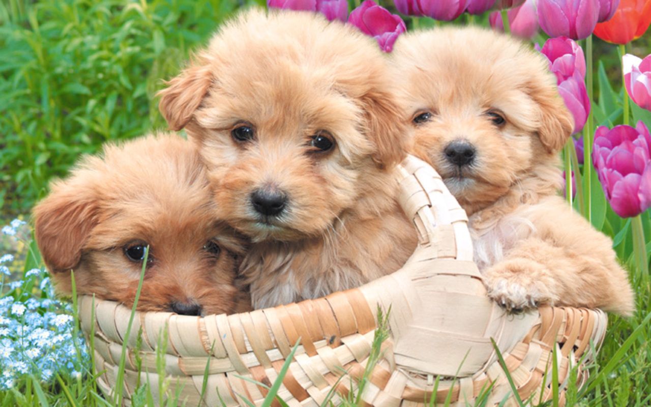 Free download Puppies image Little Sweethearts wallpaper photo