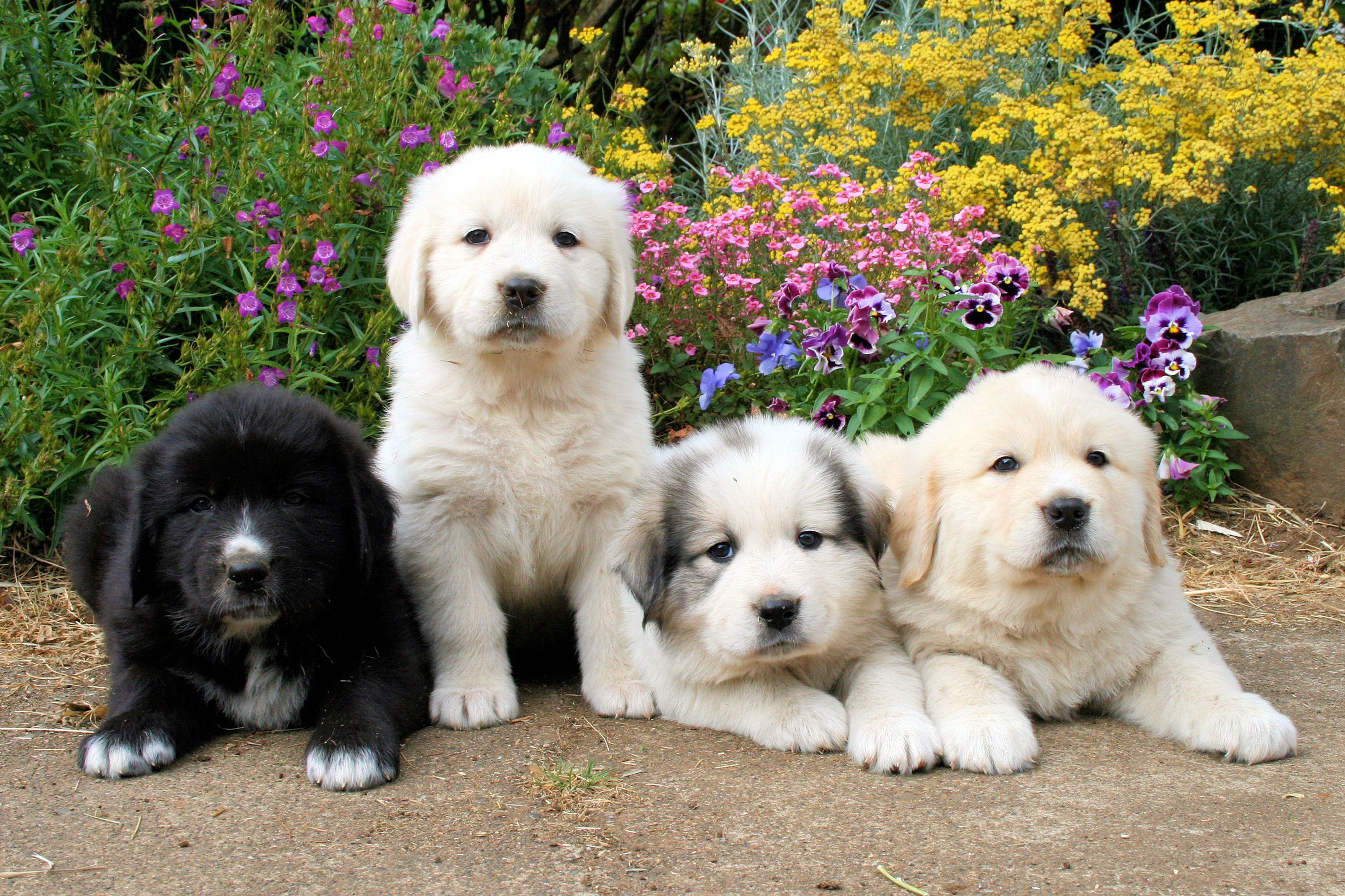 Wallpaper. Animals. photo. picture. dogs, puppies, spring, flowers