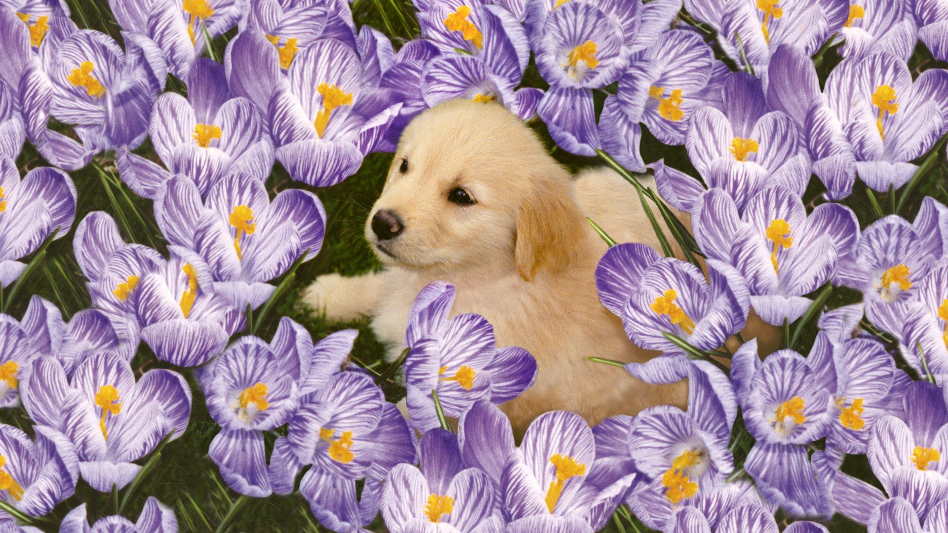Puppy HD Wallpaper