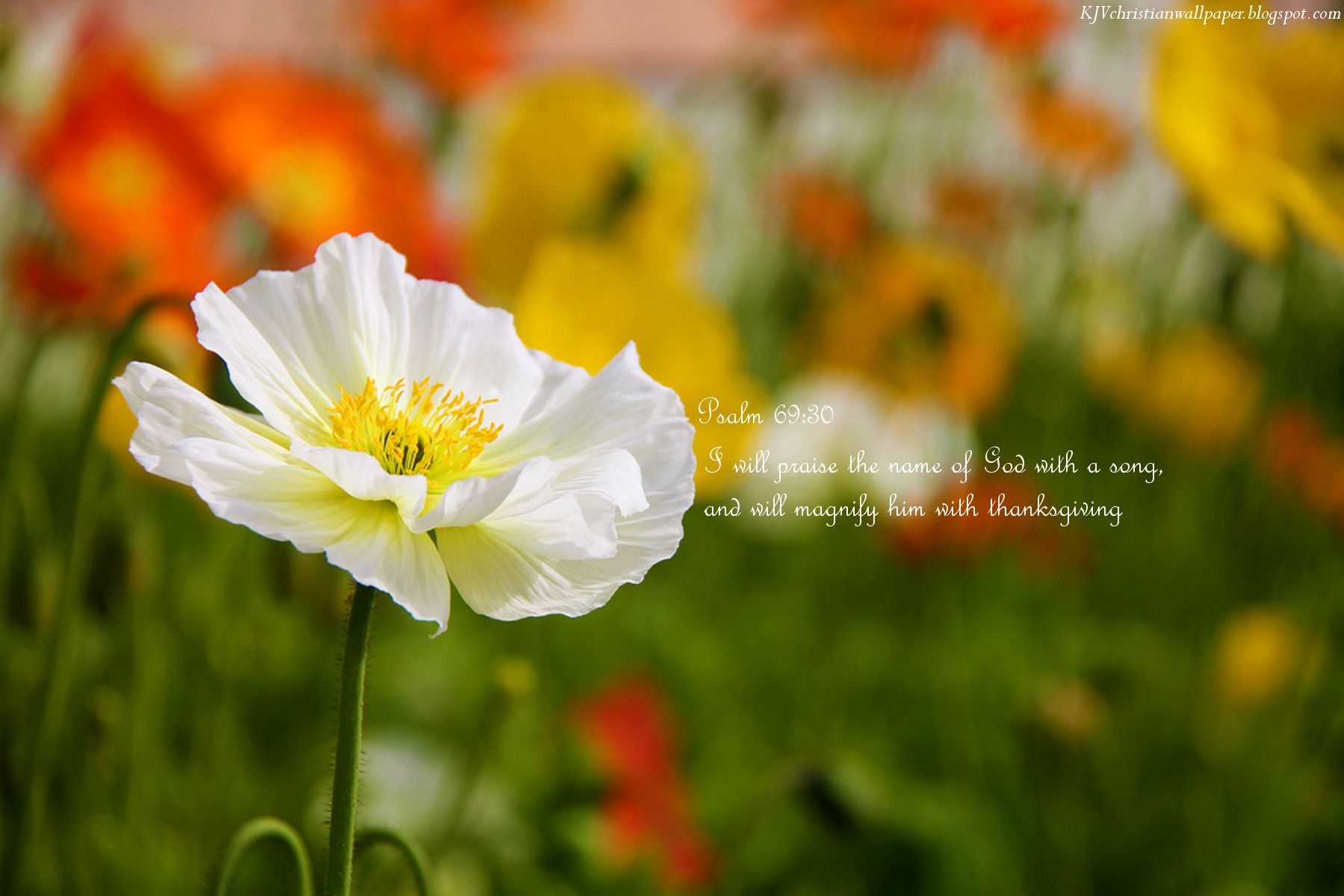 Psalm 69:30 God's Name Wallpaper Wallpaper