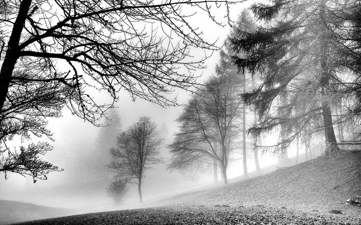 nature, Landscape, Monochrome, Forest, Morning, Winter, Mist