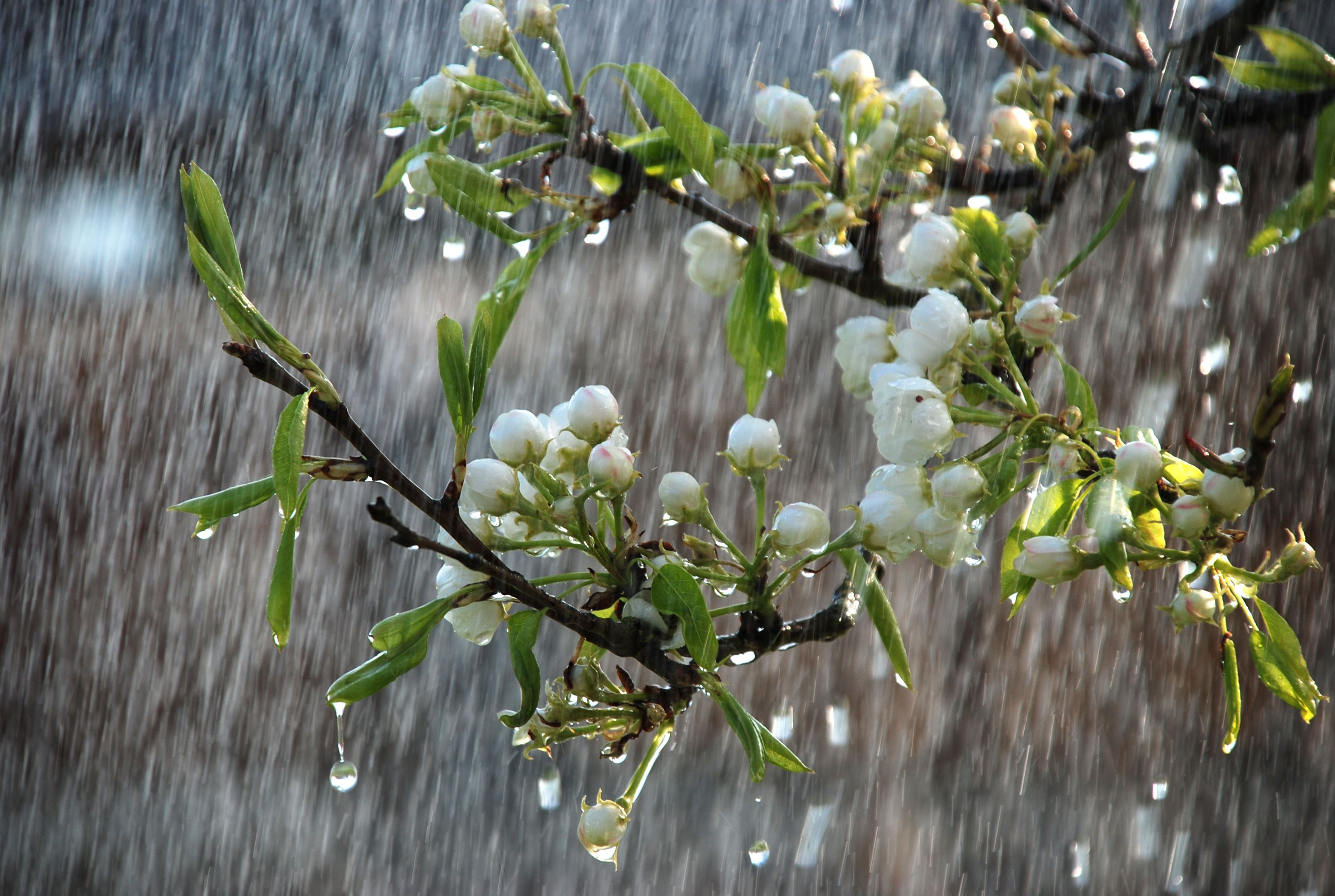 Spring Rain. Spring rain, China rain, Rain wallpaper