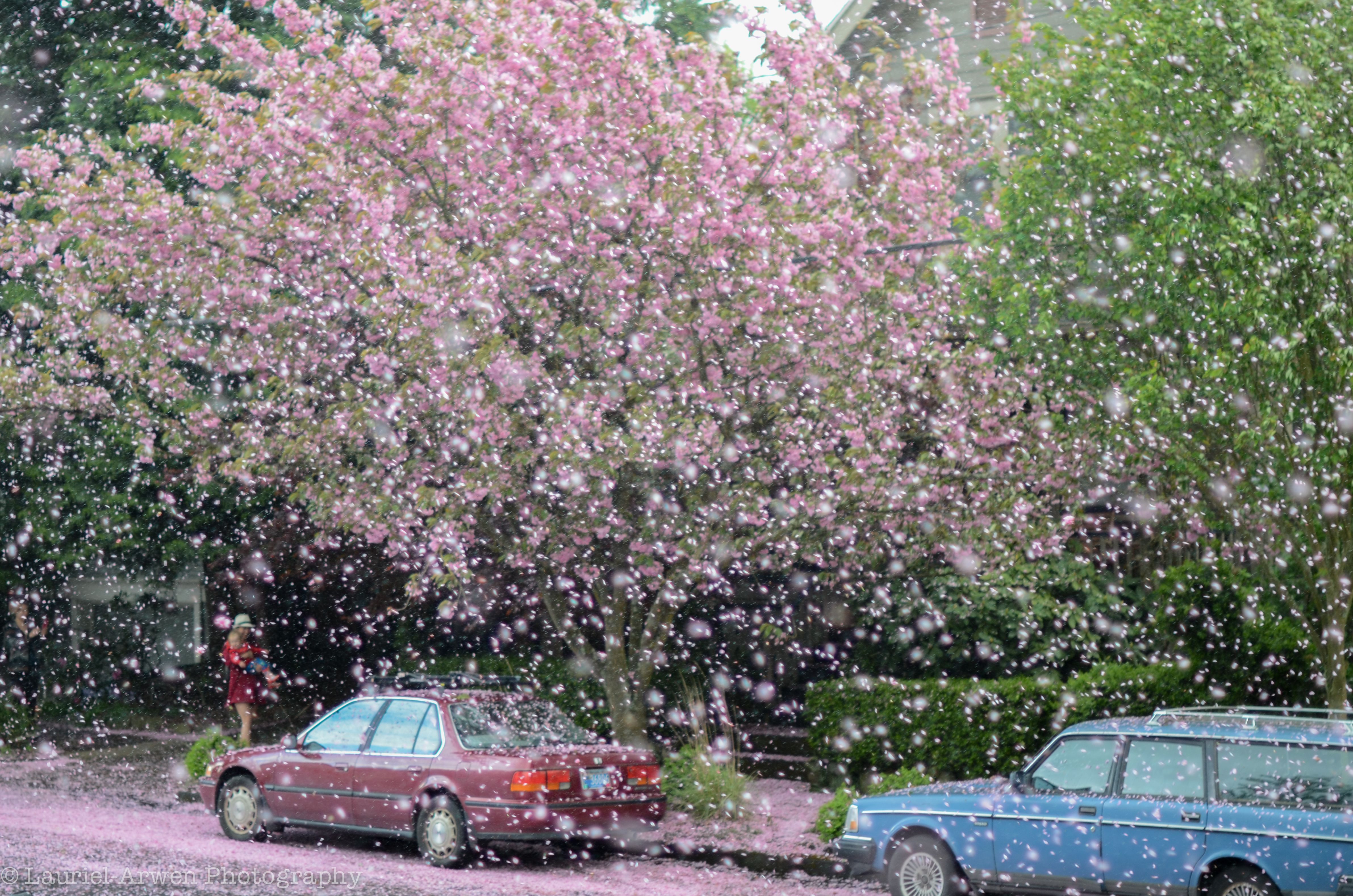 Spring Rain. The Perpetual Vagabond