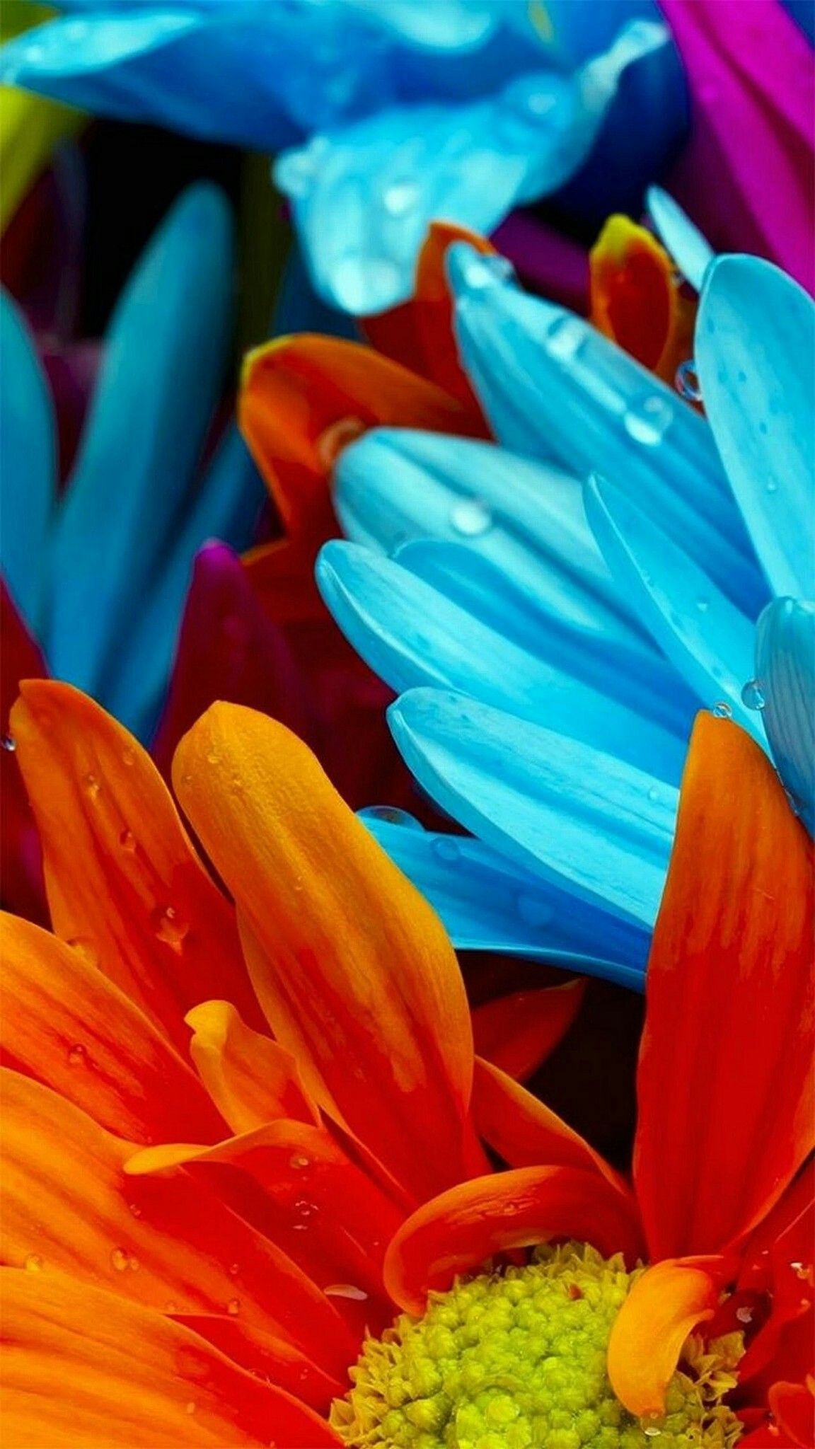 Colorful Flowers Wallpaper. Full HD wallpaper download, Flowers, Wallpaper downloads