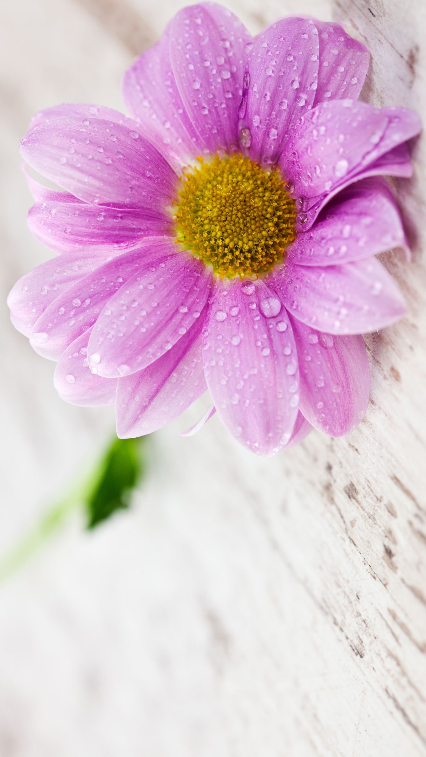 Hd Flower Wallpapers For Android Mobile